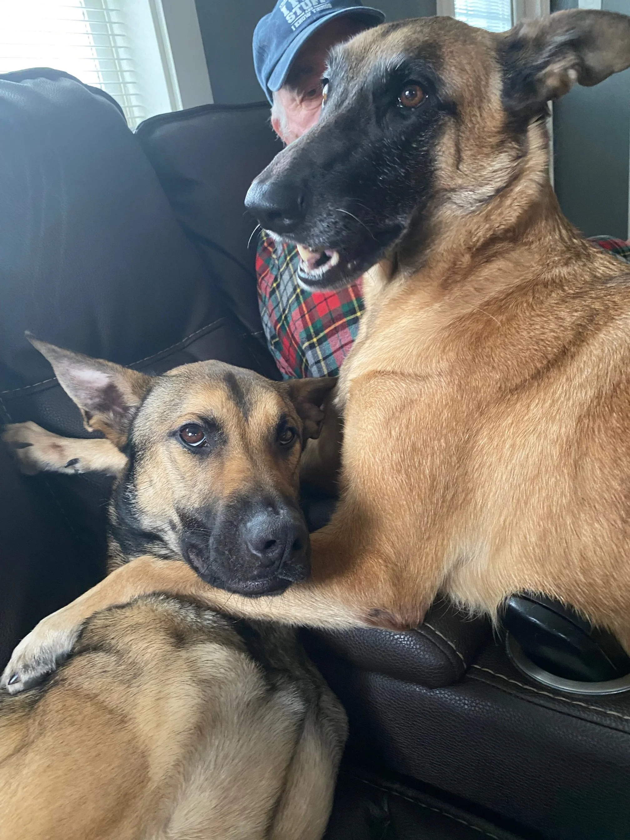 Two shepherd dogs hugging on pet parent's lap