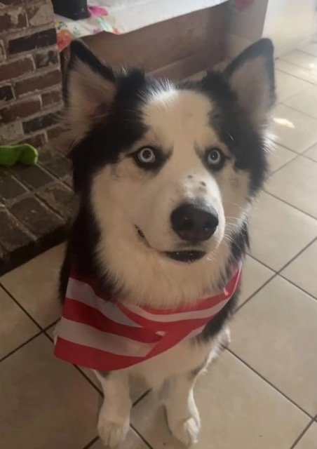 Photo of Enzo, a black and white husky sitting and wearing a red and white bandana
