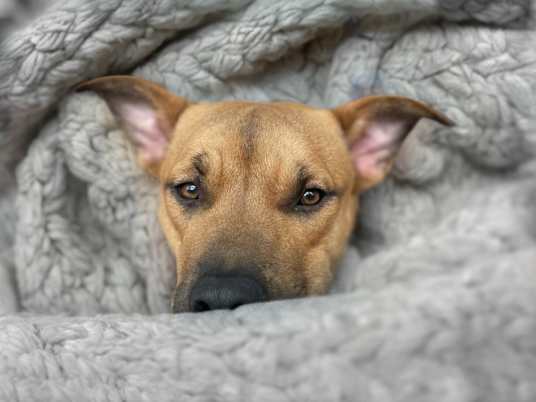 Photo of Suri, a tan mixed dog, in a blanket
