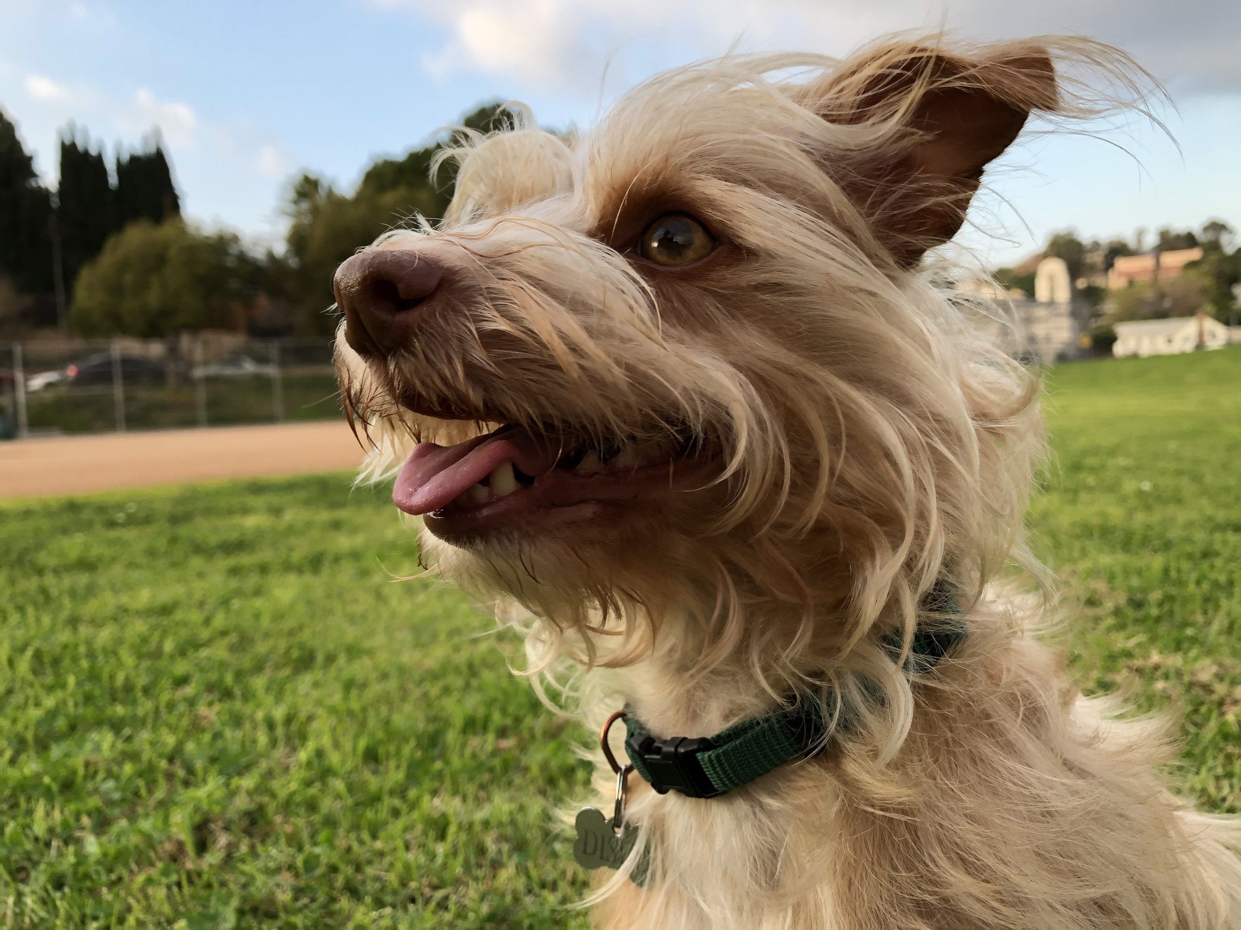 Photo of Disco, a light tan terrier dog, in a park