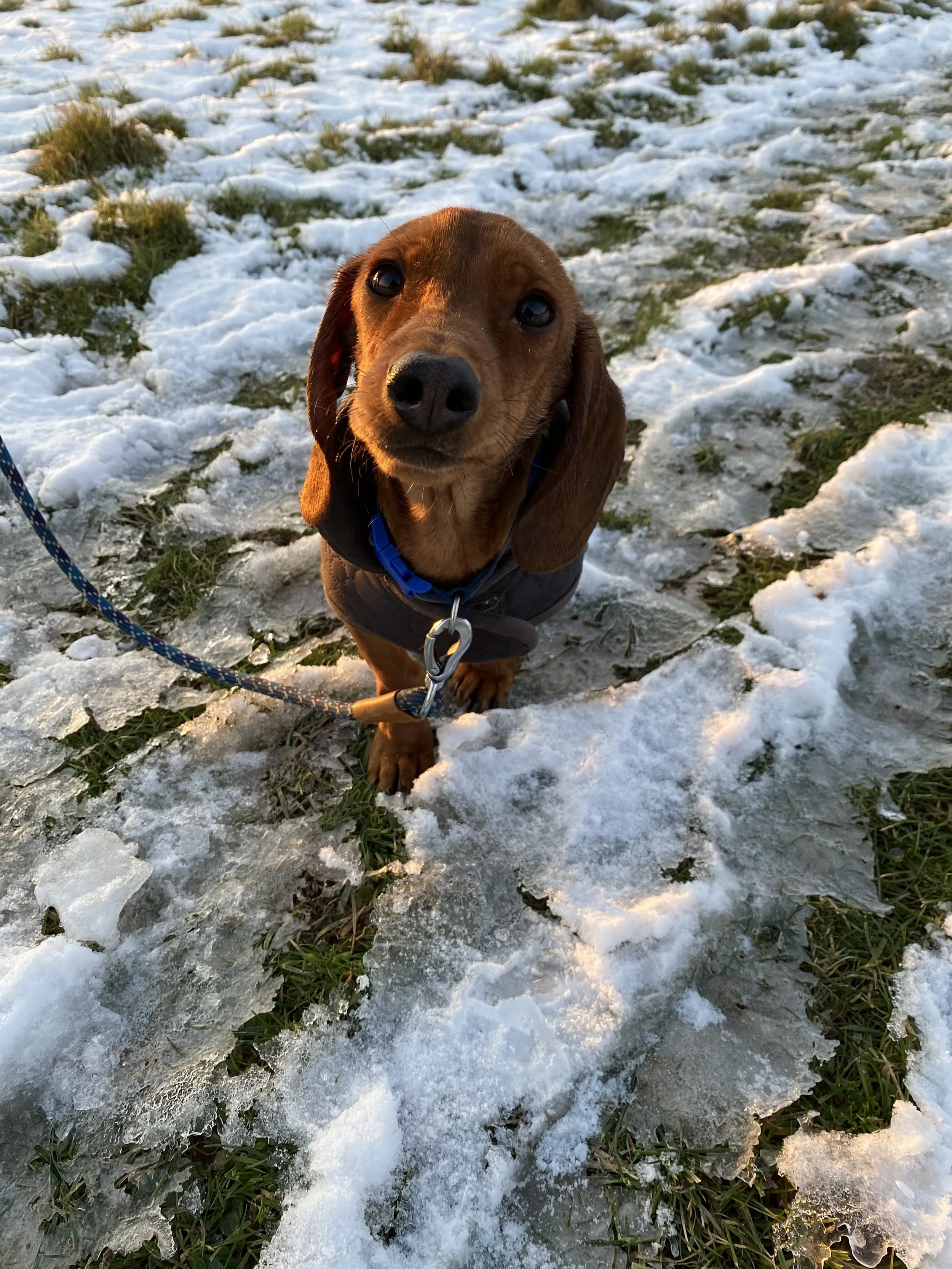 Photo of Pip, a dachshund, sitting in the snow