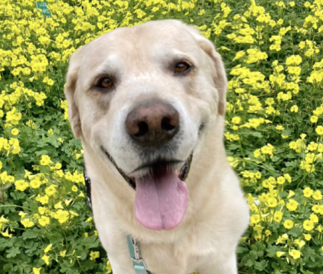 Photo of Codie Bear, a light tan lab mix dog in a field of yellow flowers