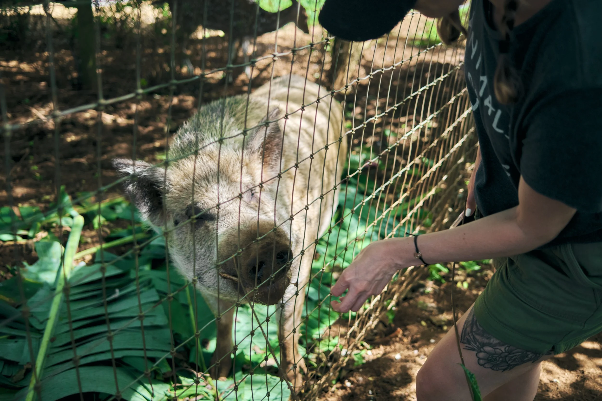 Photo of Sarah Thompson in Hawaii with rescue pig, feeding pig through the enclosure fence