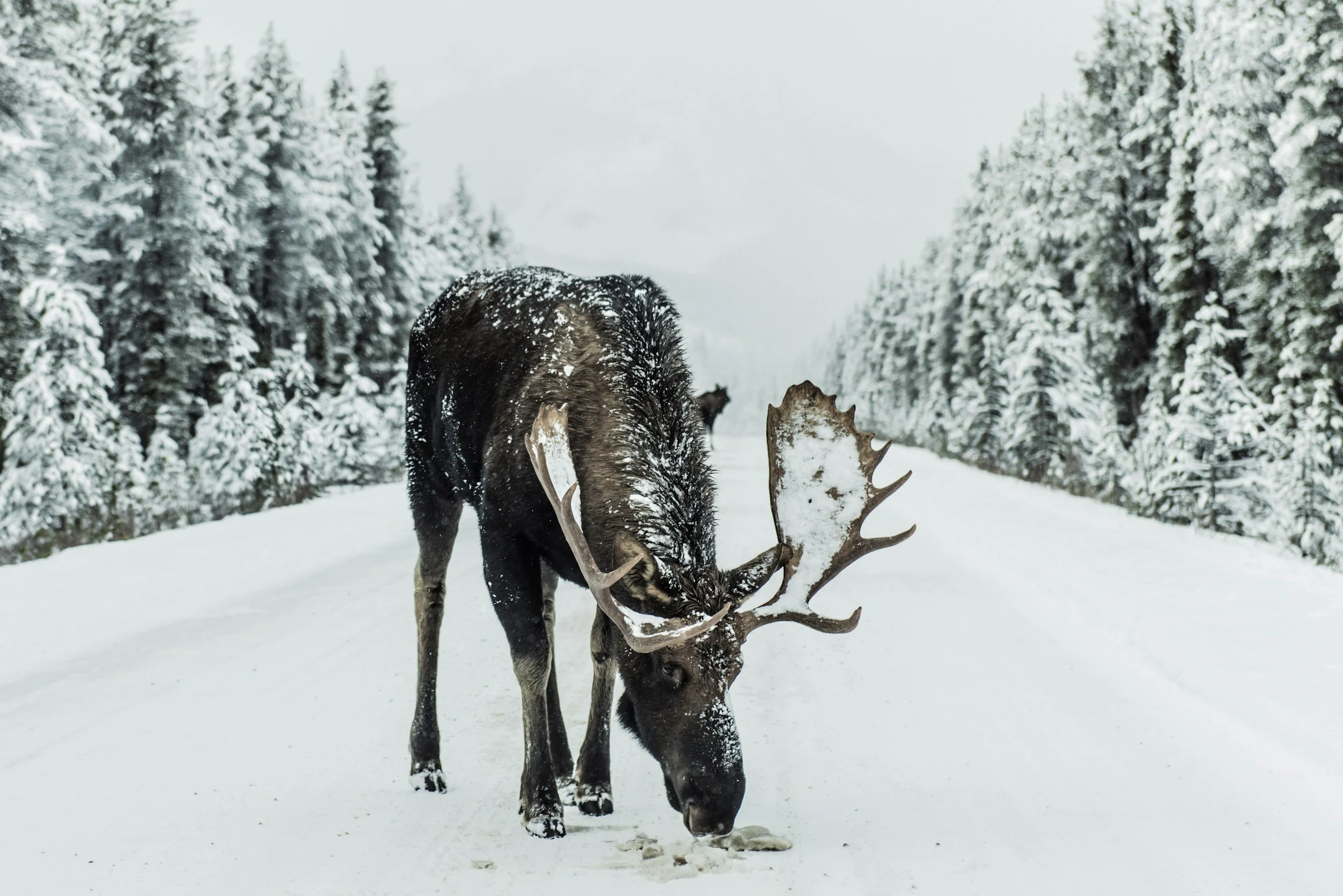 A moose standing in a snow-covered landscape with tall, snow-covered evergreen trees, with snow on its back and large antlers.