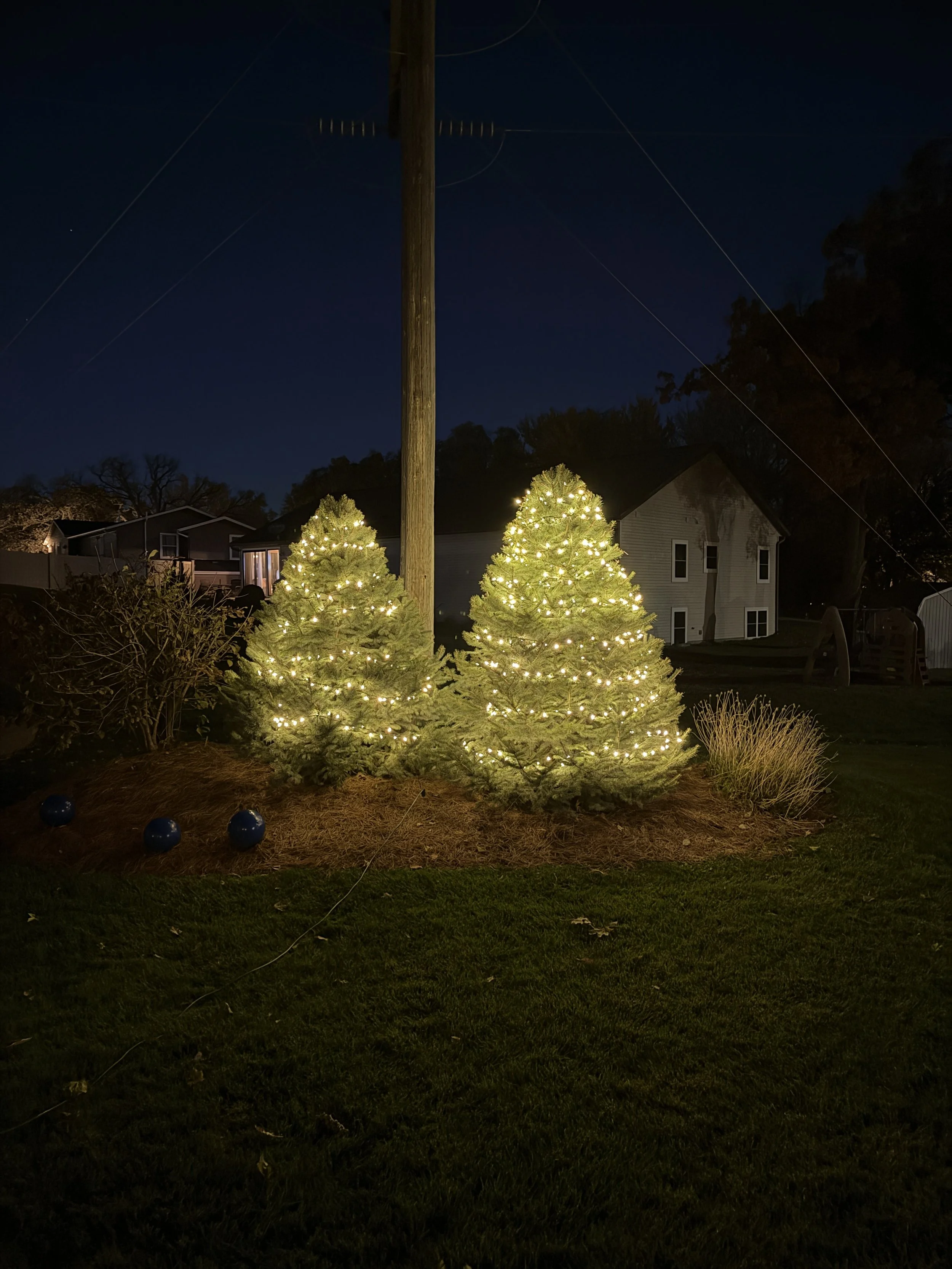 Nighttime scene featuring two lit Christmas trees in a backyard, with houses and trees in the background.