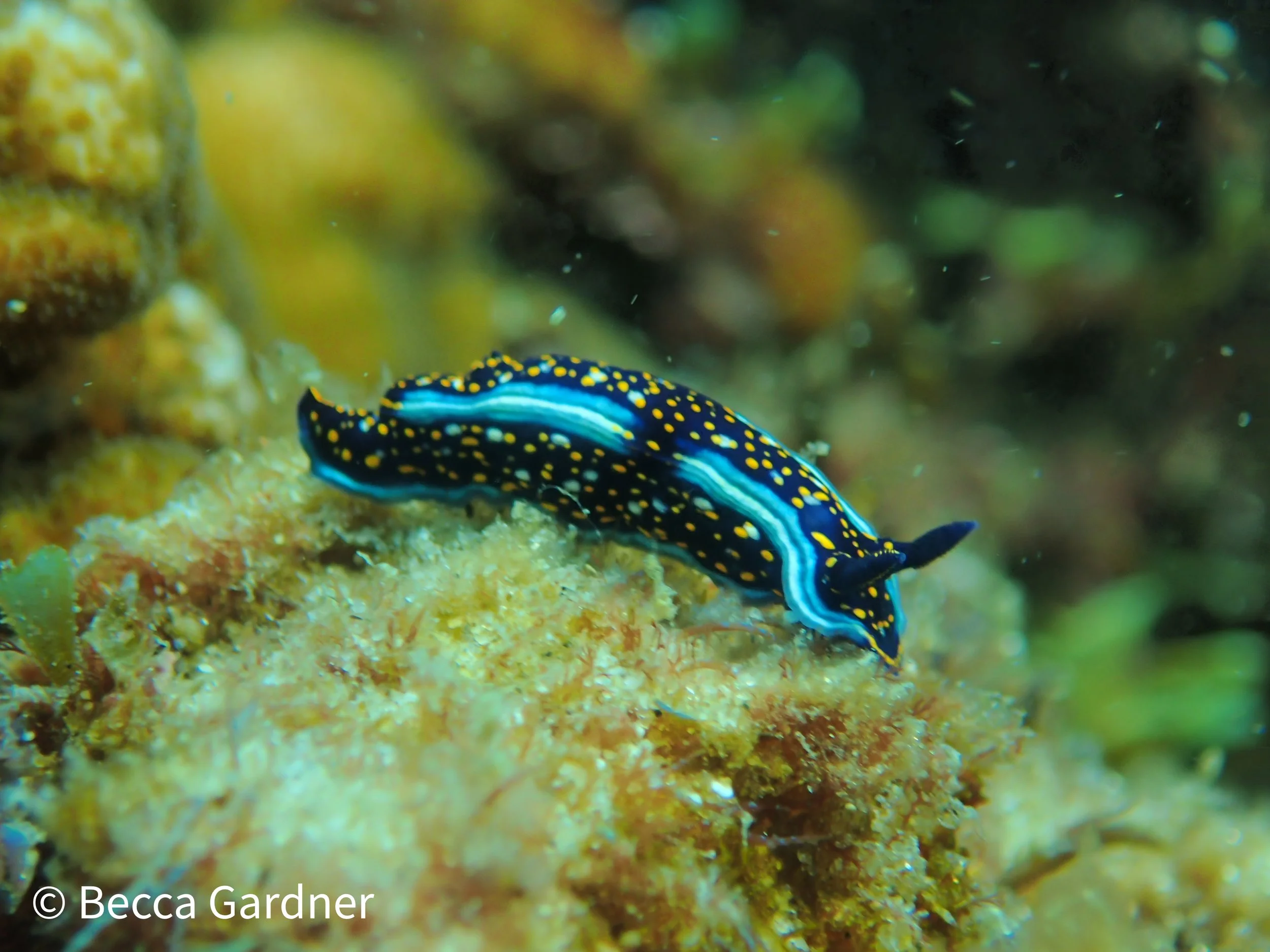 nudi1.jpg