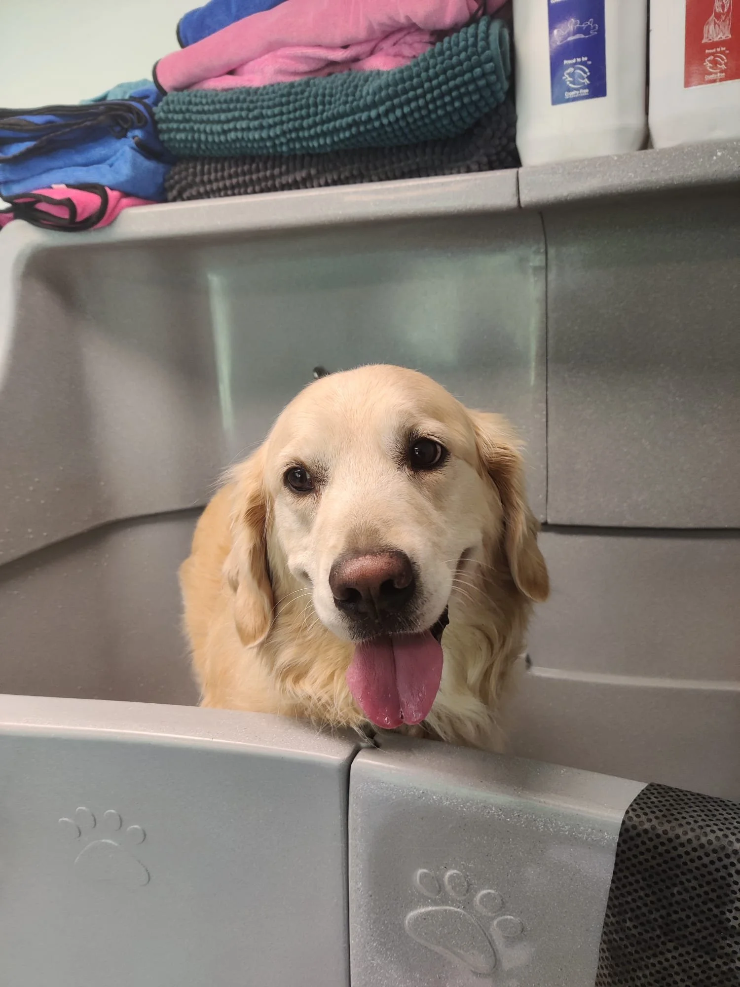 Golden retriever hond in bad