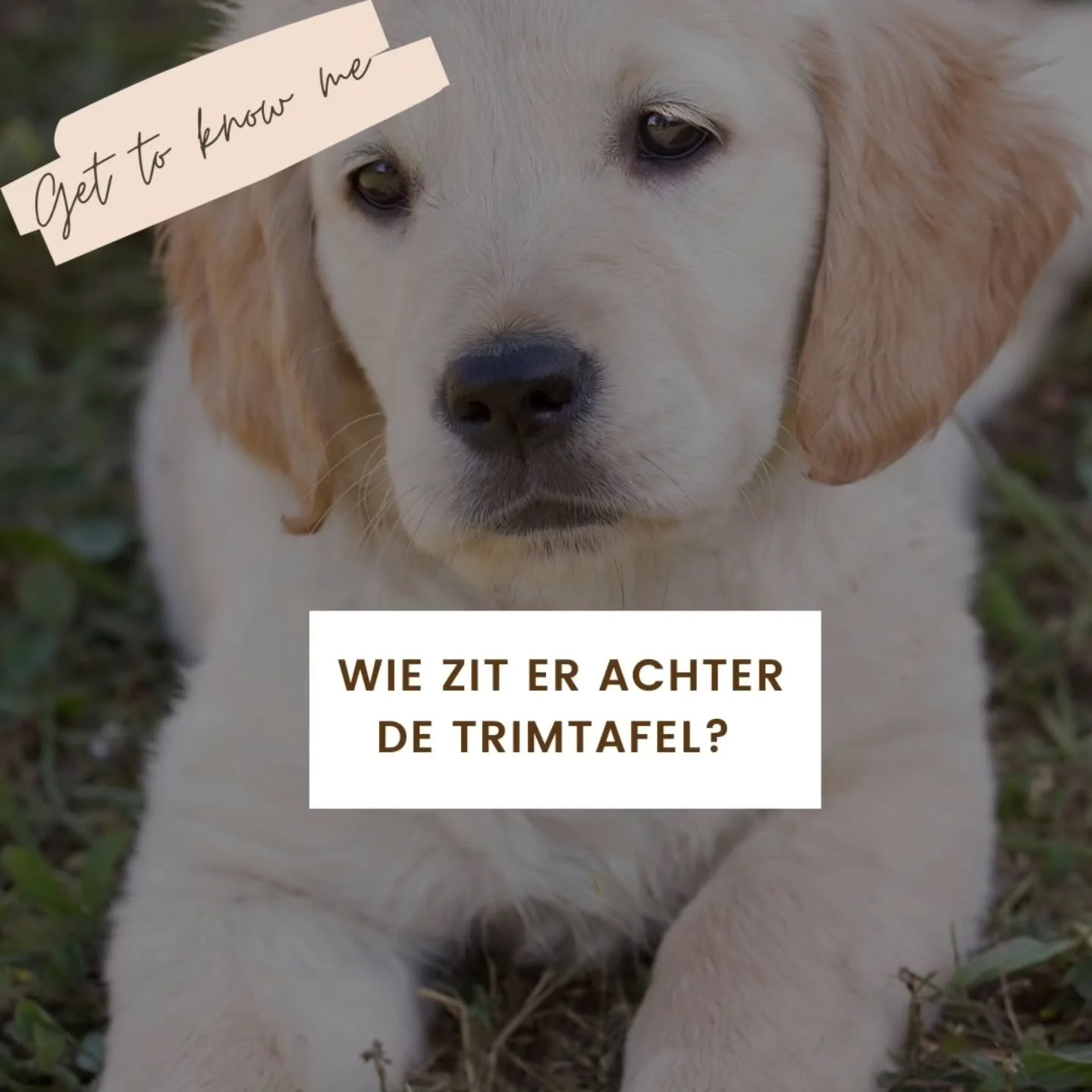 Ik merk dat er de laatste tijd heel wat nieuwe gezichten zijn bijgekomen dus tijd om eens wat meer over mij te delen! 💛

Ik ben Elise en woon samen met onze labrador Otis, mijn man Wannes en ons zoontje Senne. 

Ik heb altijd al een hele grote passi