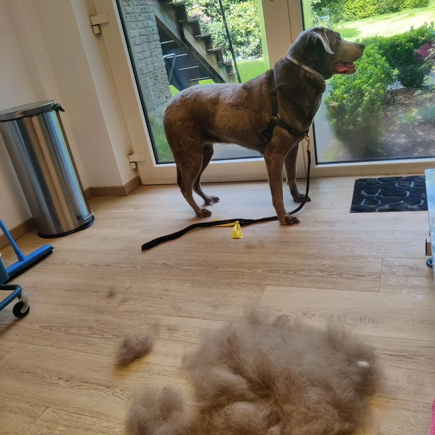 Kwispelende staartjes in mei 🐾🌺🐶

#trimsalon #boortmeerbeek #dogsofinstagram