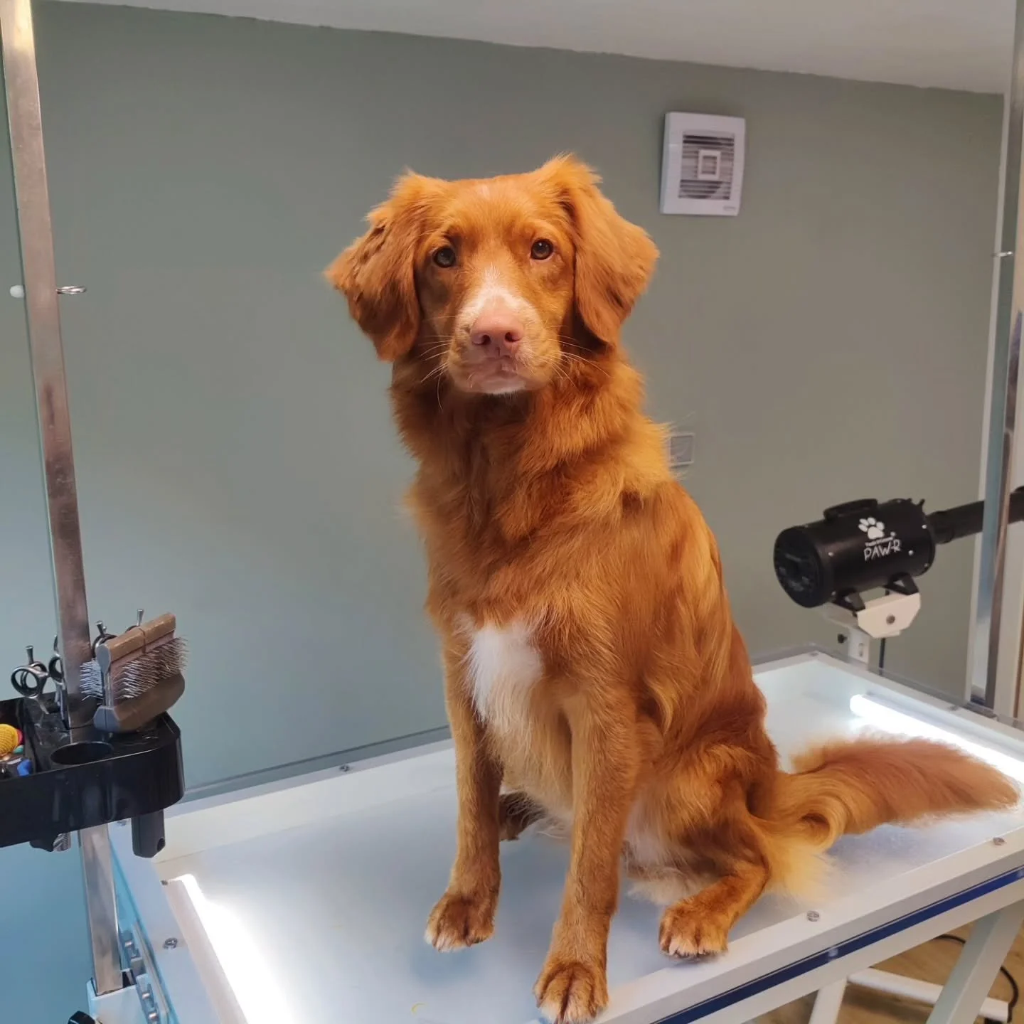 Louise 💛

#tollersofinstagram #boortmeerbeek #trimsalon #novascotiaducktollingretriever