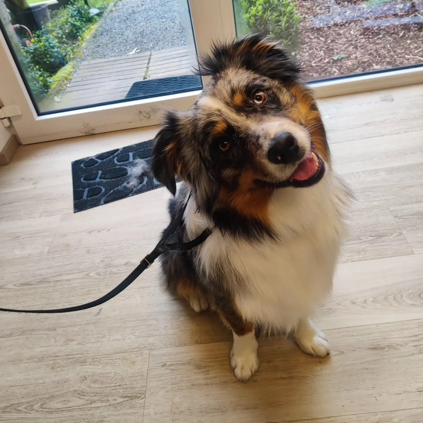 Knappe snoeten in april 🌸🦋🌺

#trimmen #boortmeerbeek #purrfectpetcare #dogsofinstagram