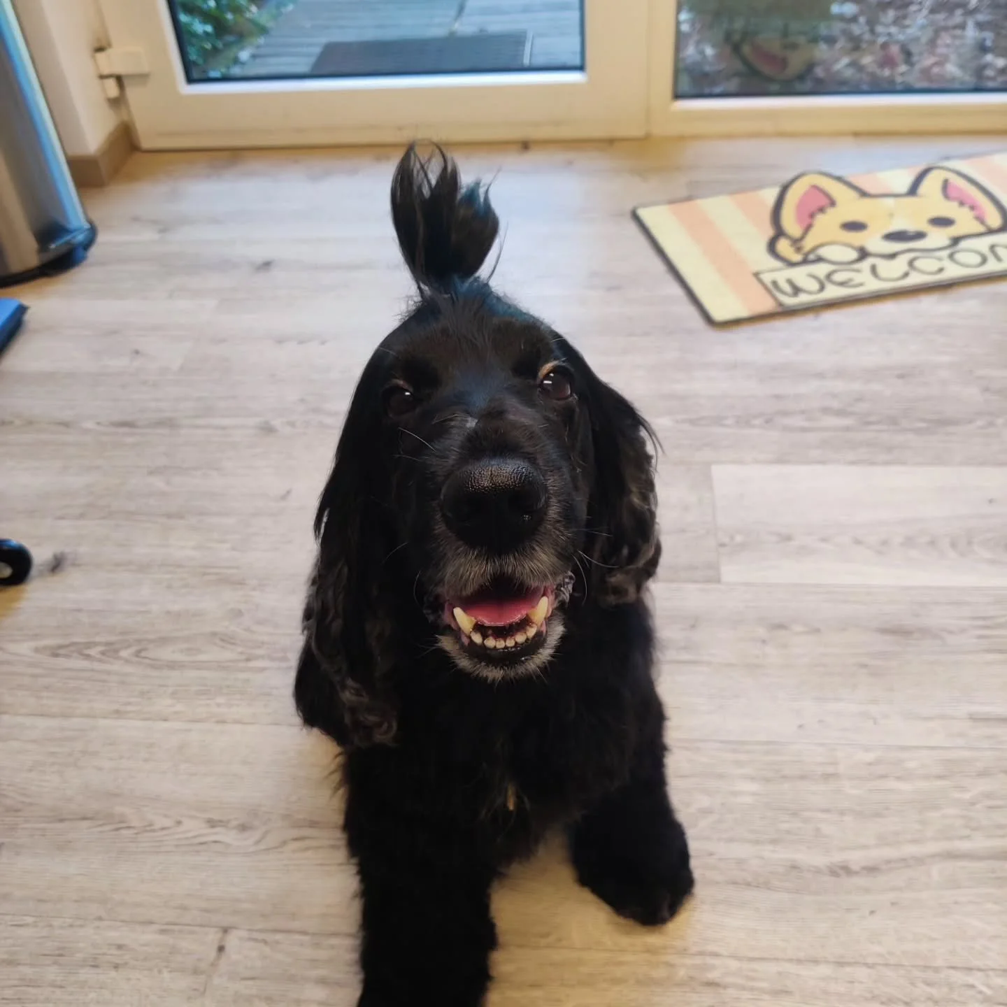 Herfstsnuitjes in september 🍂🍁

De herfst komt eraan en dat betekent nieuwe wandelingen, modderige pootjes &eacute;n natuurlijk een verzorgde vacht 🤗 

#hondentrimsalon #boortmeerbeek #happydogs