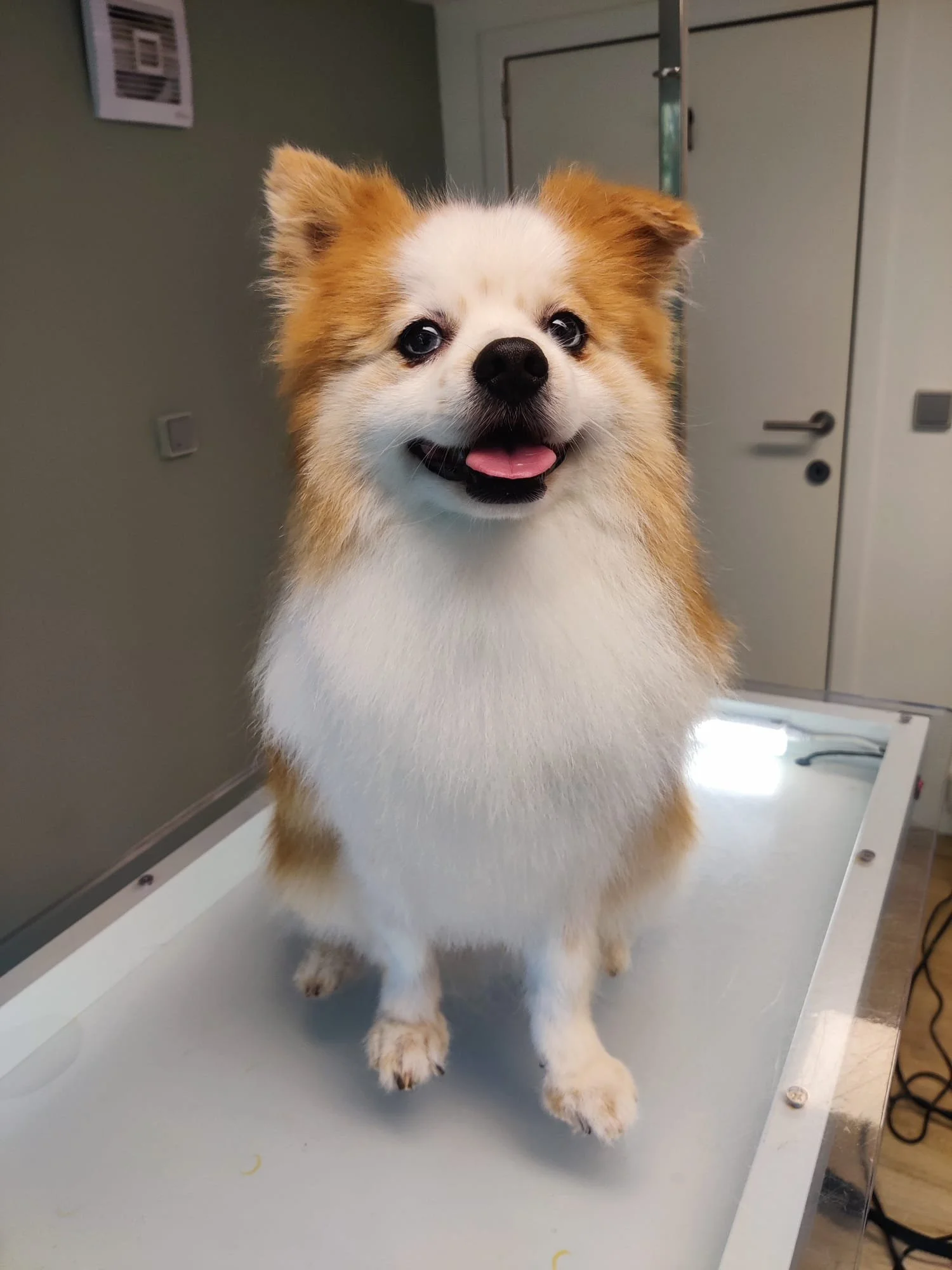 Een schattige, fluffy hond met witte en bruine vacht die op een tafel staat, waarschijnlijk in een dierenkliniek of dierenasiel.