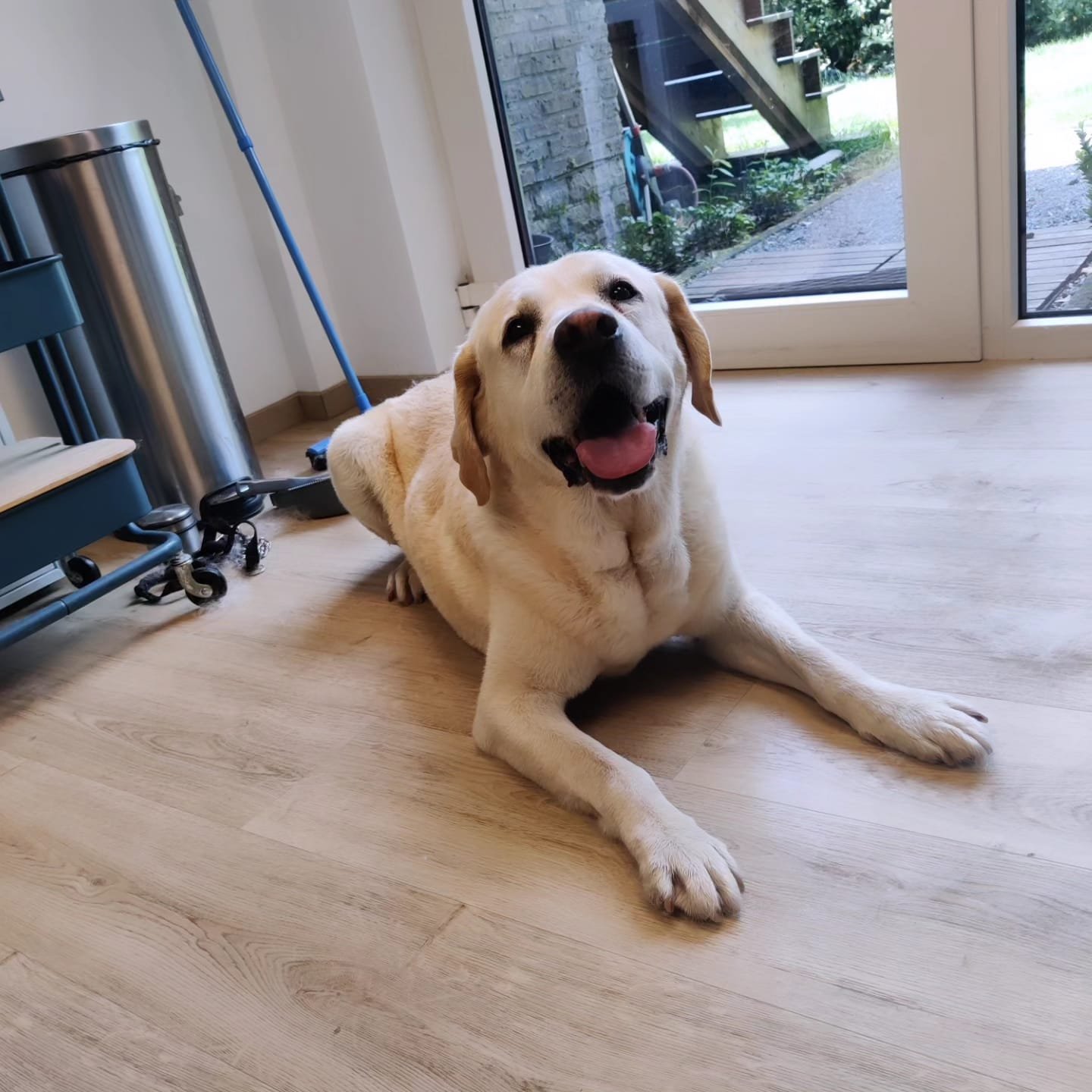 Labrador retriever ligt op de vloer binnen bij een glazen deur, kijkt vrolijk richting de camera met zijn tong uit.