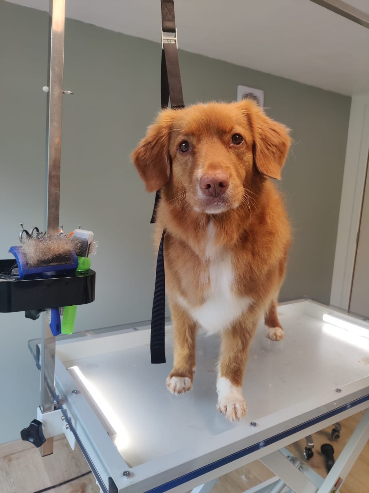 Nova Scotia Duck Tolling Retriever op trimtafel