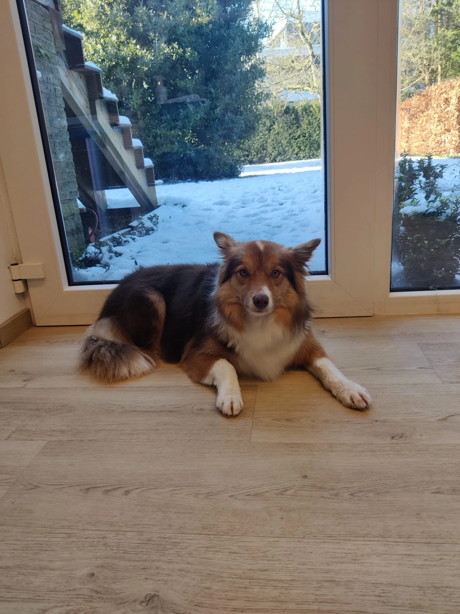 Border Collie met een bruin, zwart en wit vacht ligt binnen voor een grote raamdeur met uitzicht op een sneeuwbedekt tuin en groen gebladerte.