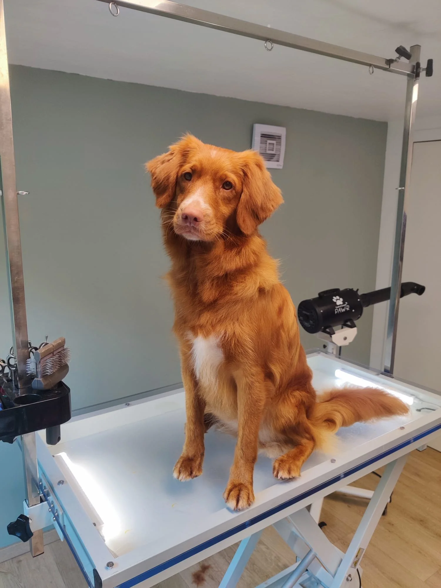 Nova Scotia Duck Tolling Retriever op de trimtafel