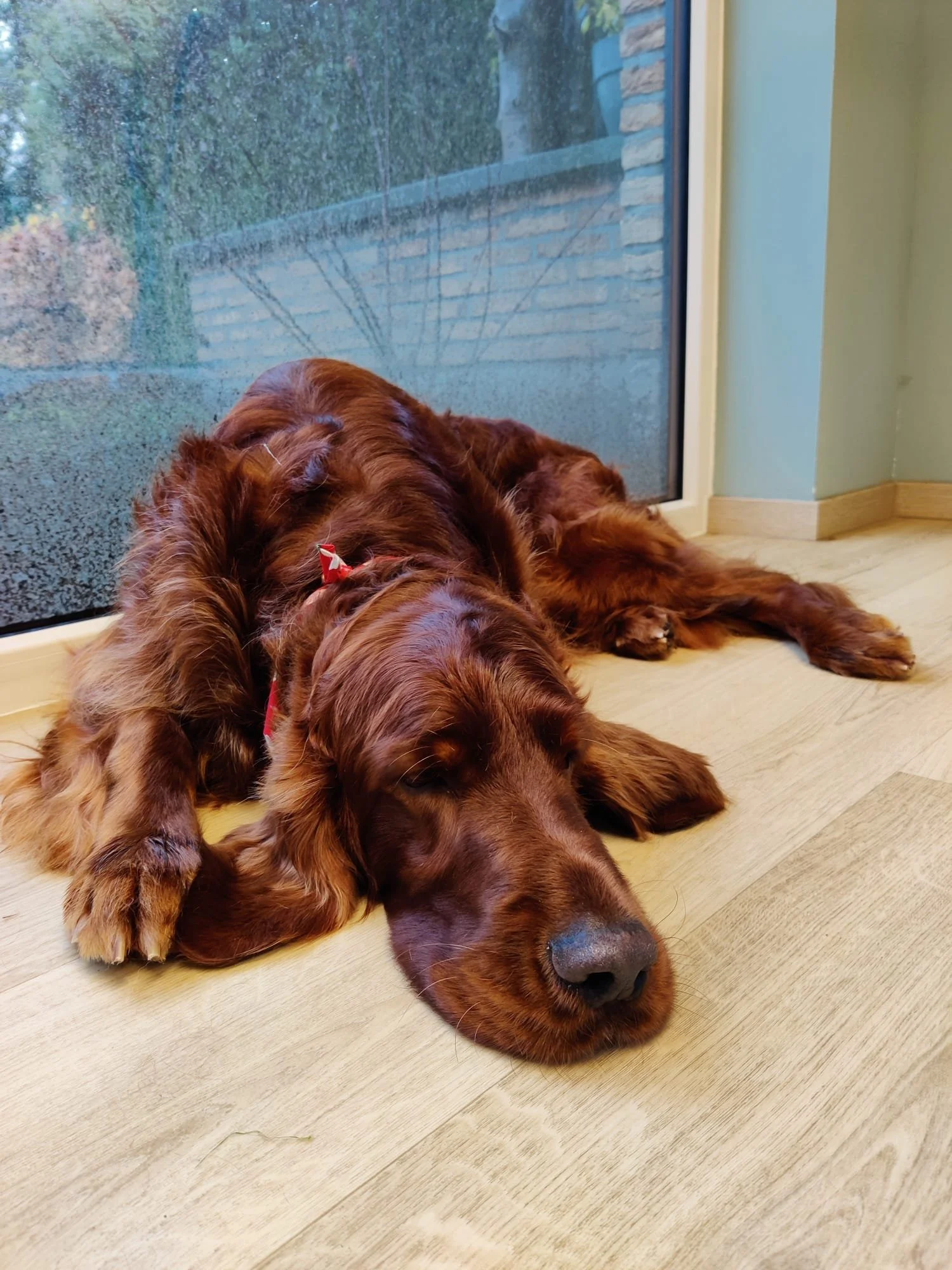 Engelse Setter hond ligt slapen op een houten vloer vlakbij een glazen deur, met uitzicht op een tuin.
