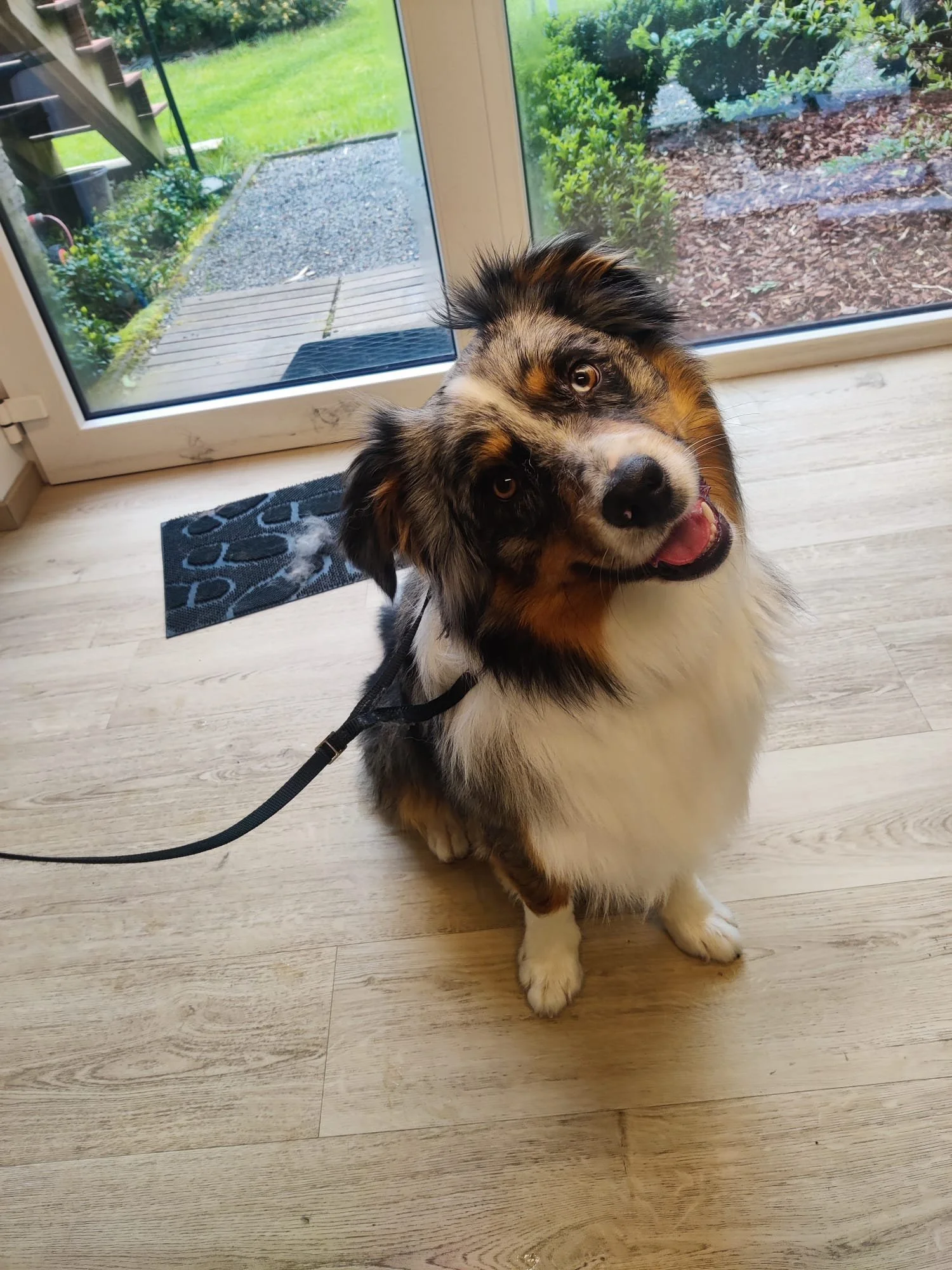 Een schattige Australian Shepherd met een vacht in merle patroon, zittend op een houten vloer bij een glazen deur, met een groene tuin op de achtergrond.