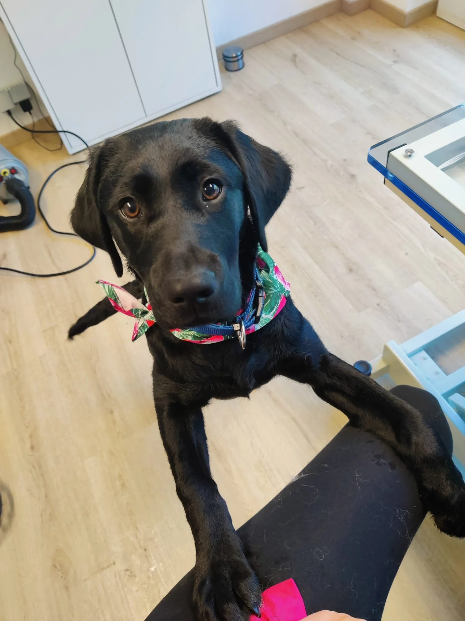 Zwarte hond met een kleurrijk halsband die op de benen van een persoon staat, in een kamer met houten vloer en wit meubilair.