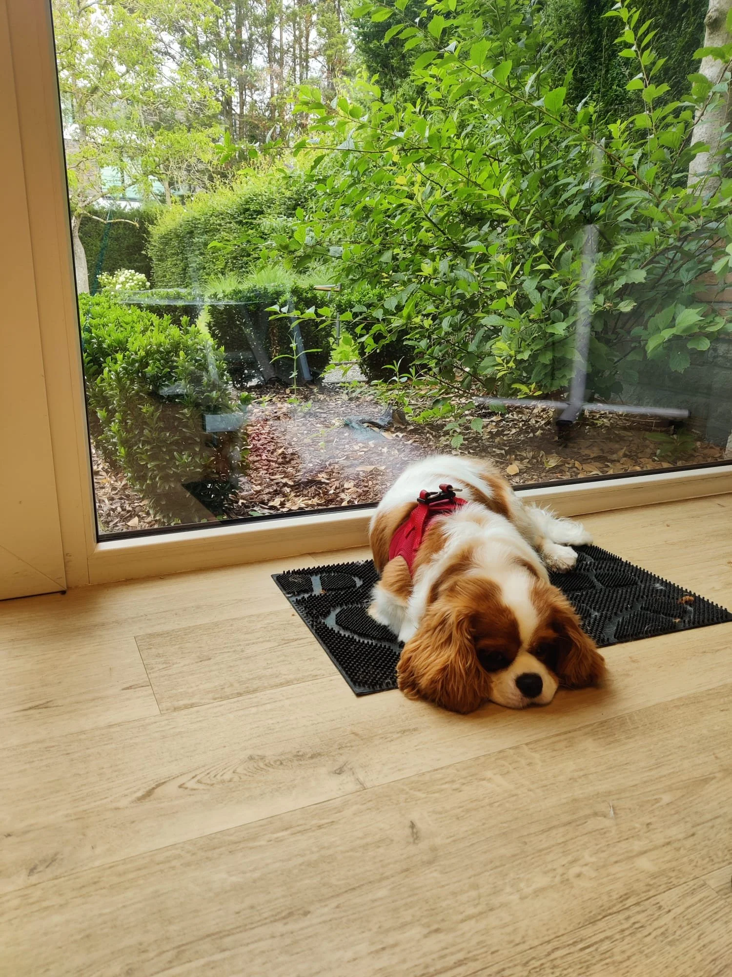Cavelier King Charles Spaniël met een rode halsband ligt op een zwart matje binnen, voor een grote raam met uitzicht op een tuin met groen struikgewas en bomen.