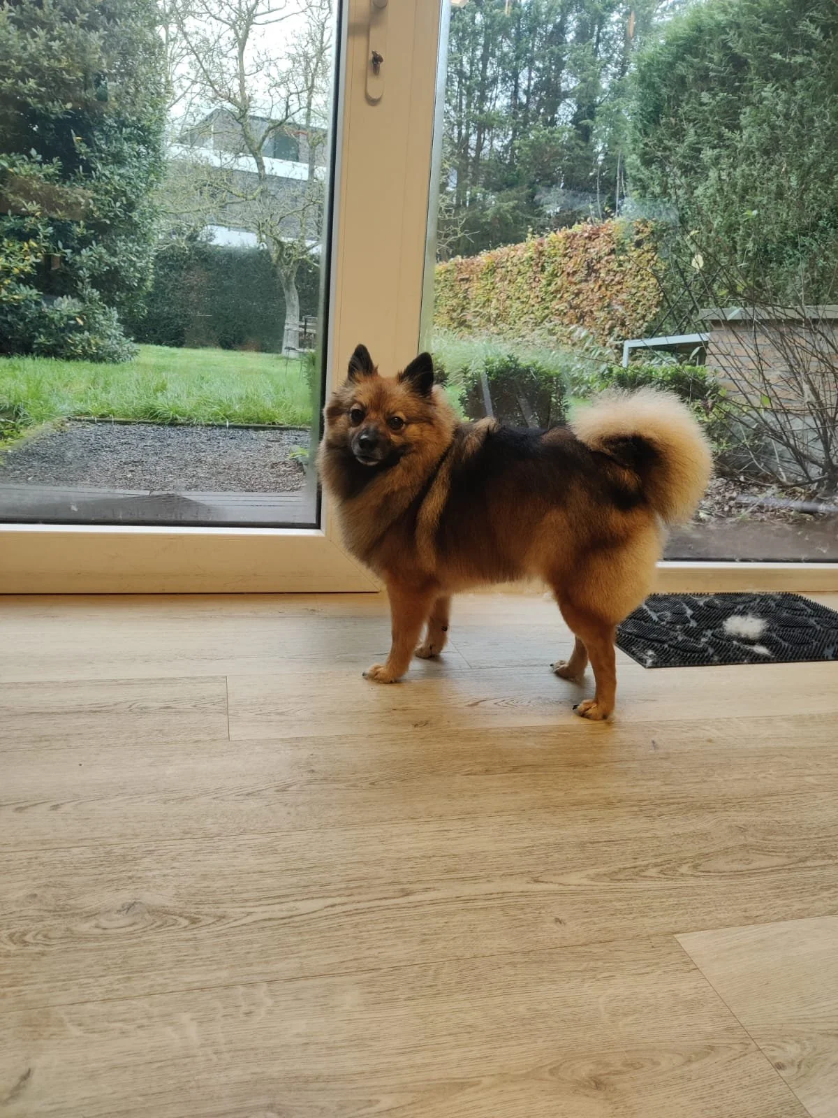 Keeshond binnen bij een glazen deur, uitzicht op een tuin met gras, bomen en een heg.