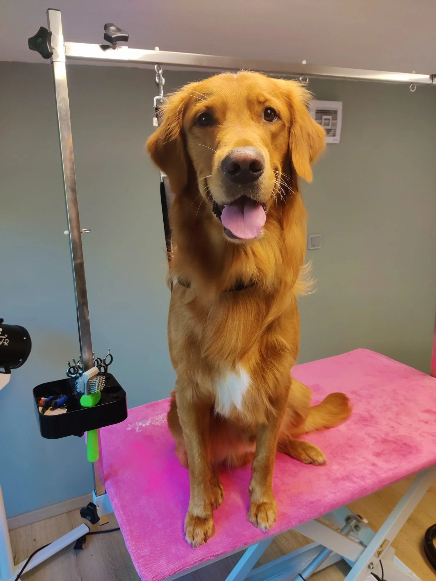 Gouden retriever op de trimtafel