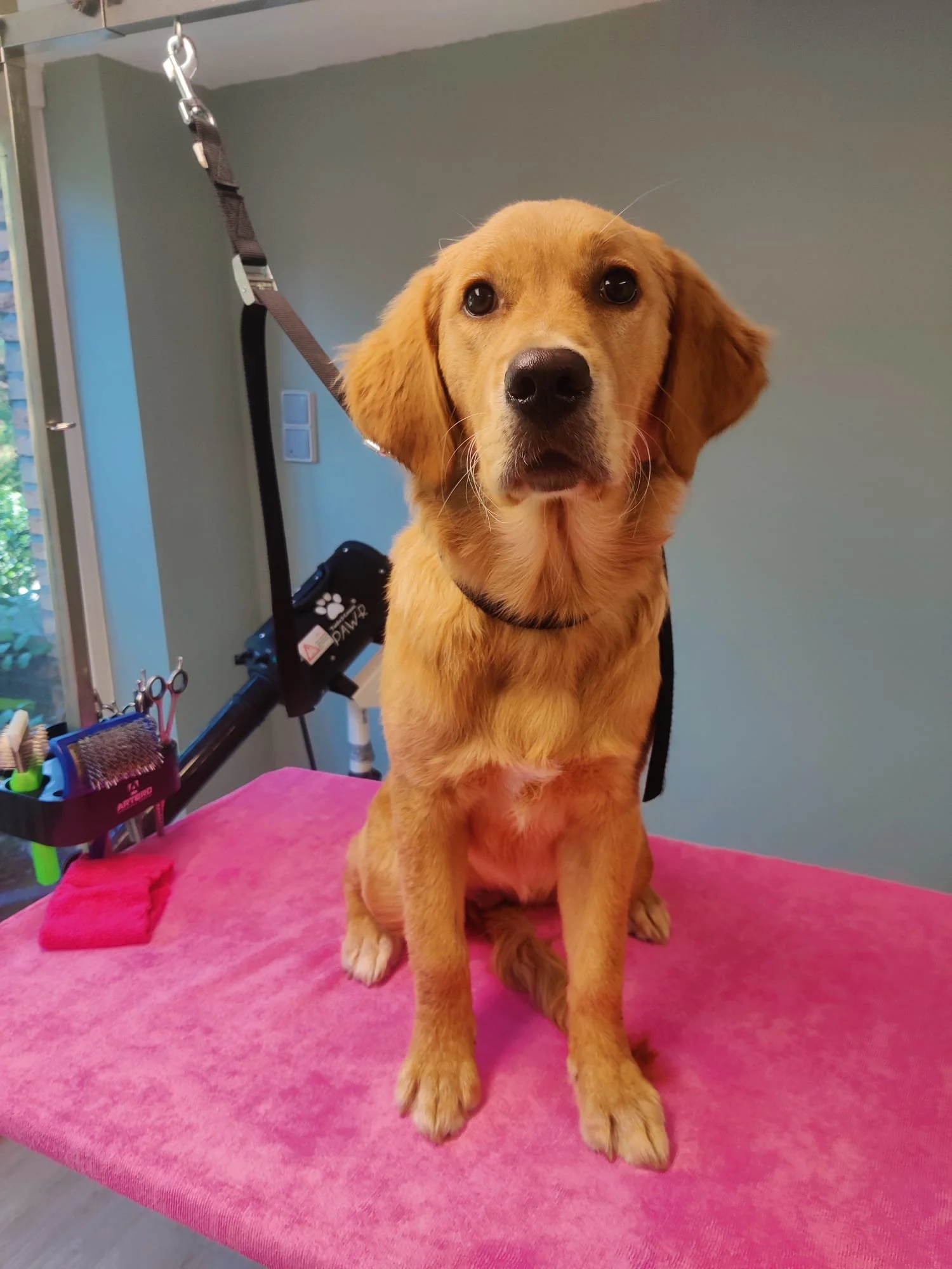 Het is een foto van een golden retriever puppy die op een roze tafel ligt