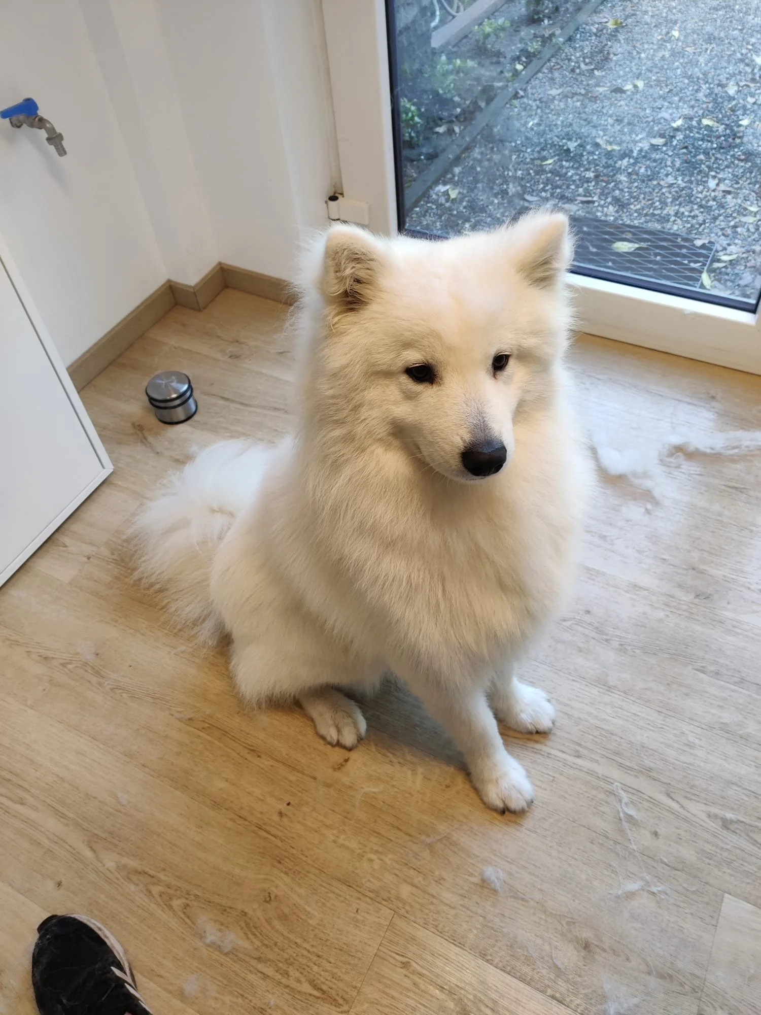 Een witte, koddige Samojeed die binnen op een houten vloer zit, voor een grote glazen deur, met een tuin of terras buiten.
