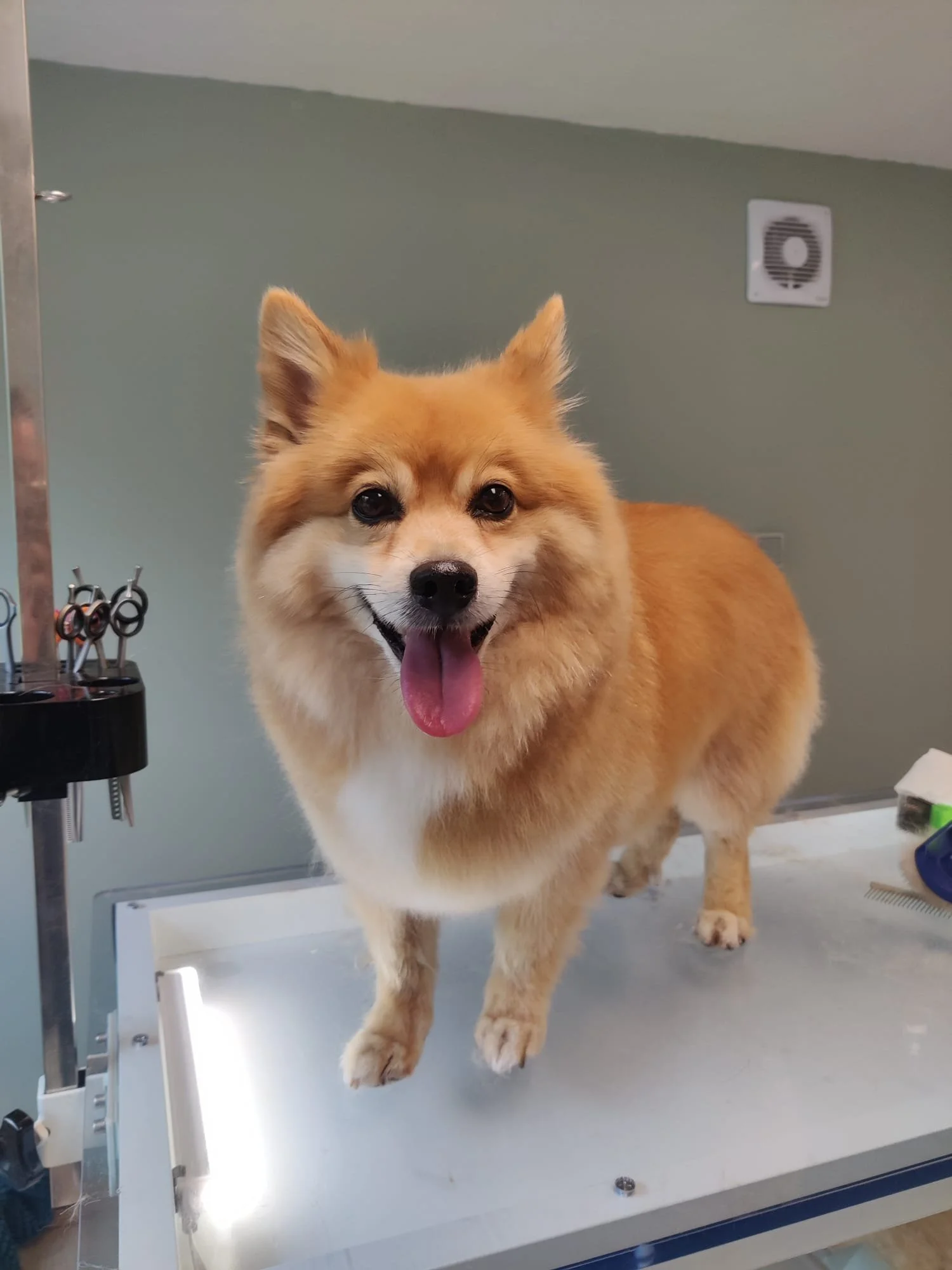 Een enthousiaste hond met een glimlach, op een tafel in een trimsalon.