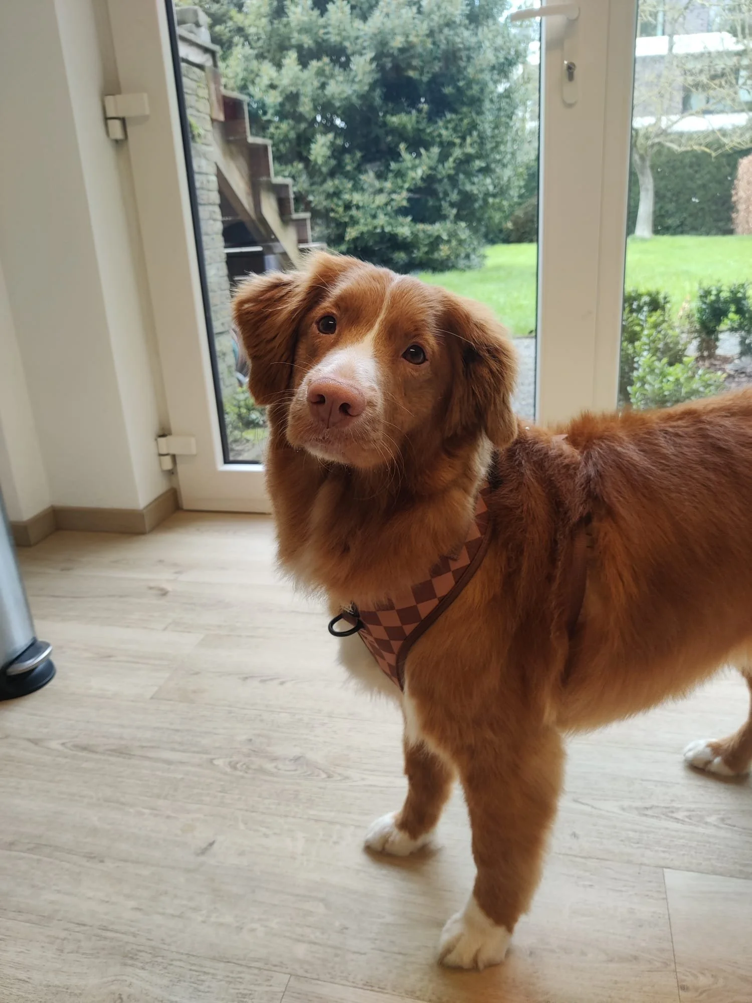Nova Scotia Duck Tolling Retriever met bruin vacht, een witte snuit en witte voeten, staat binnen voor een glazen deur met uitzicht op een tuin met groen gras, boompjes en een trap buiten.
