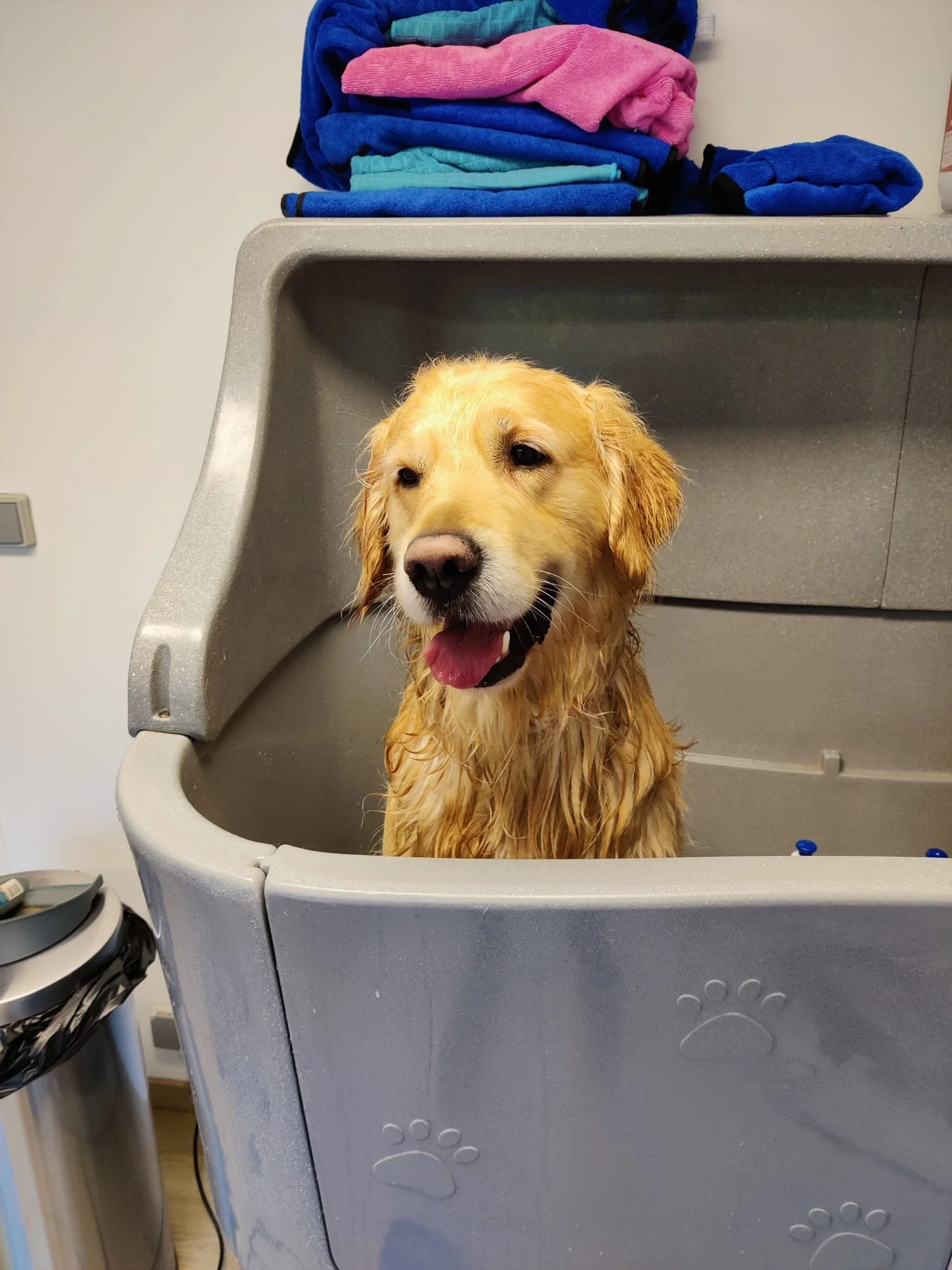 Golden retriever in bad