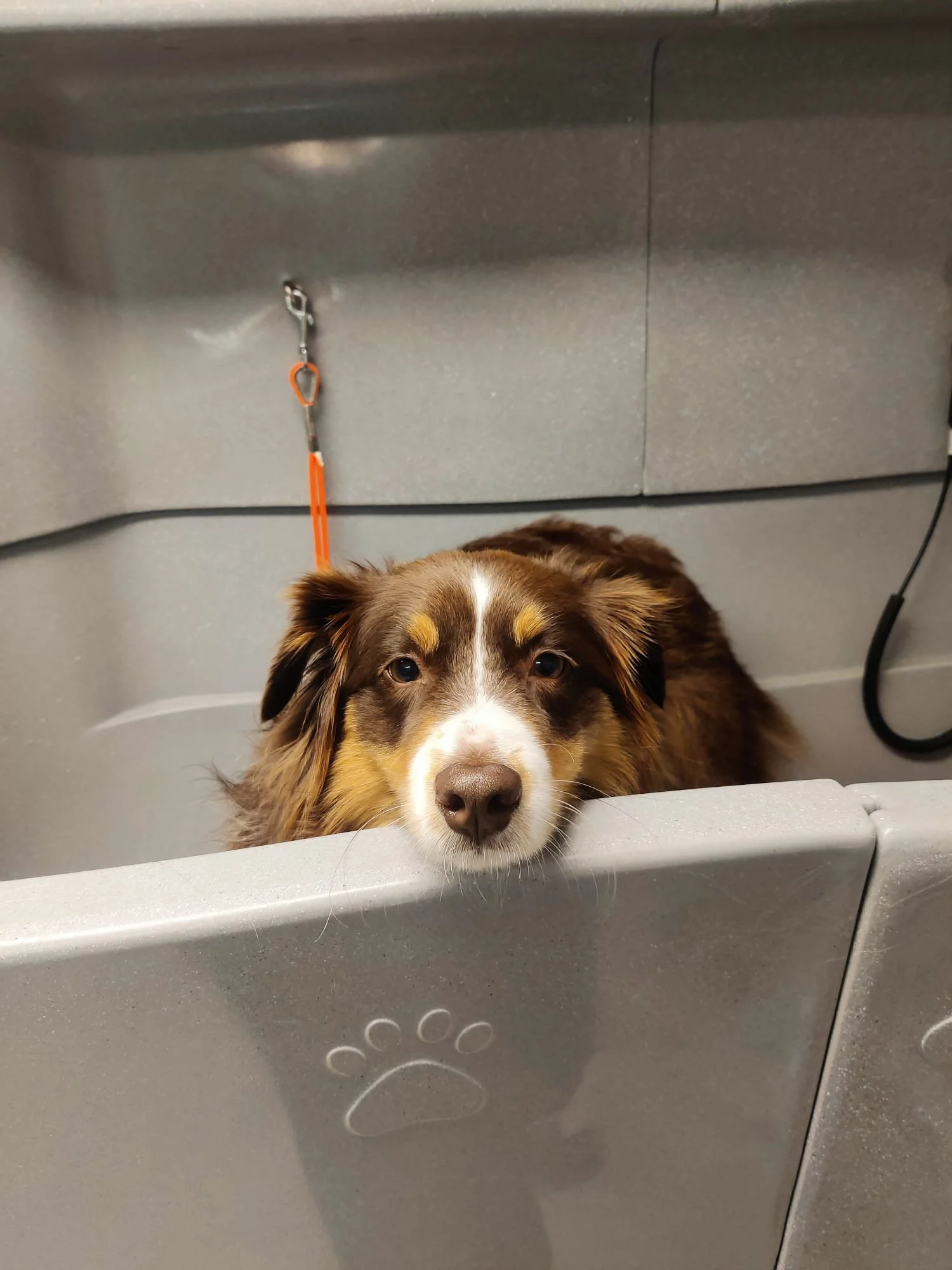 Australian Shepherd in bad, en kijkt nieuwsgierig naar de camera.