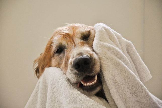 Een golden retriever hond die in een handdoek gewikkeld is en lacht.