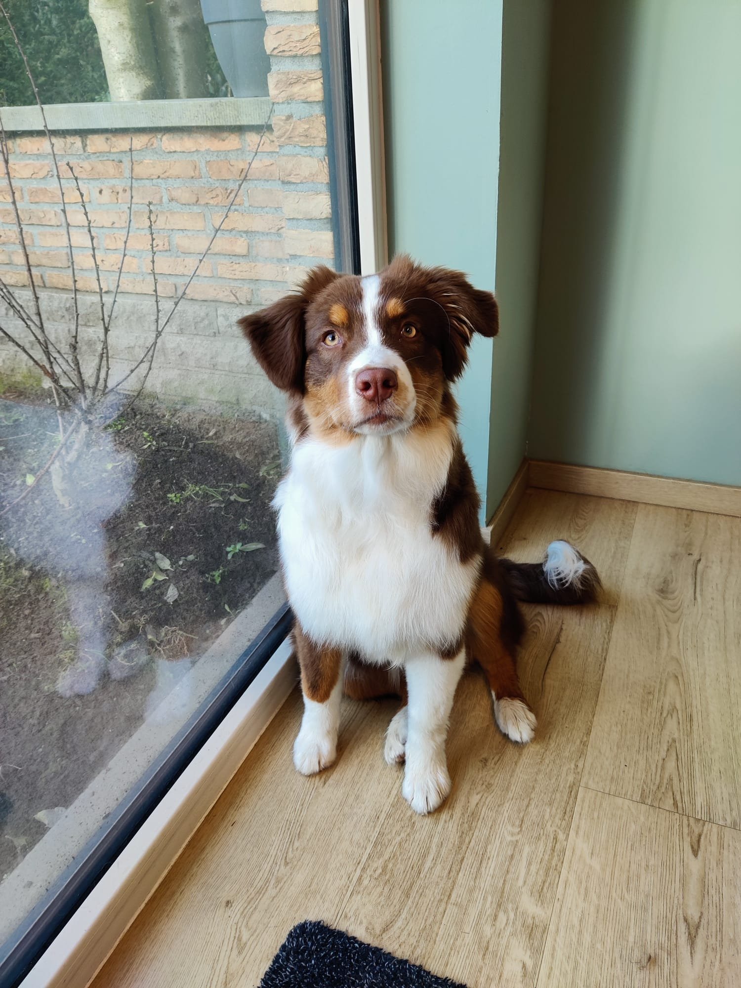 Een puppy met bruin, wit en tan vacht, zittend op een houten vloer naast een grote raam met een tuin buiten.
