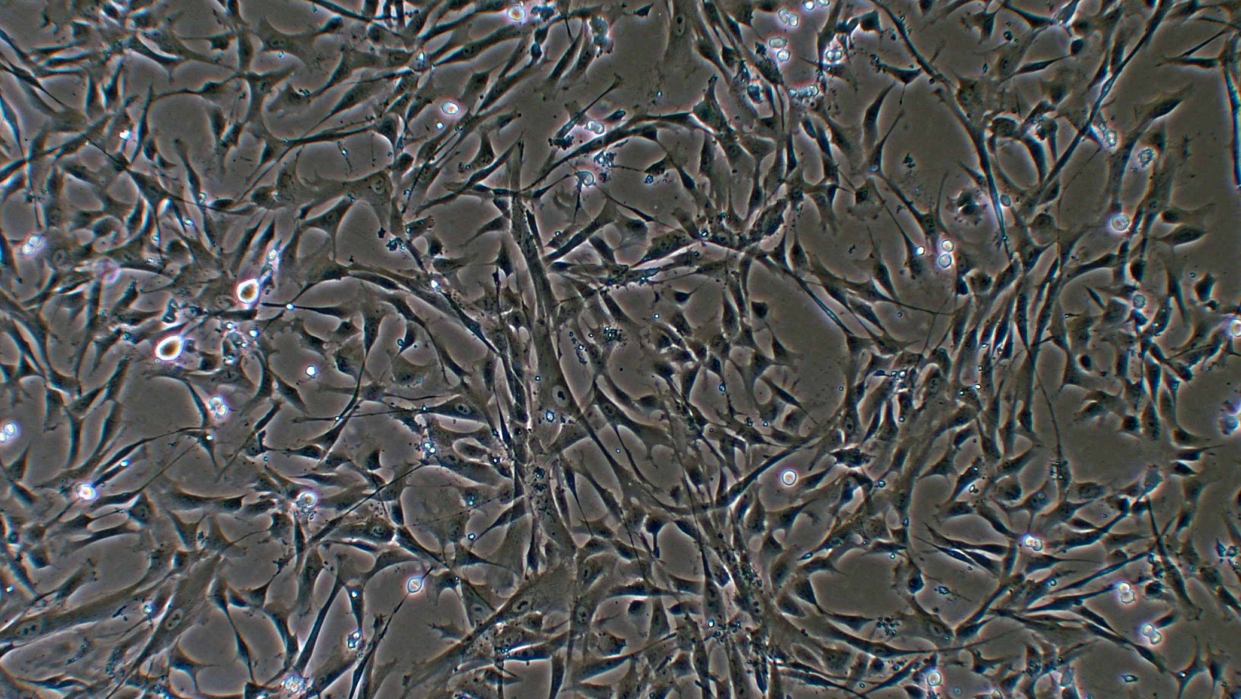 cells.jpg