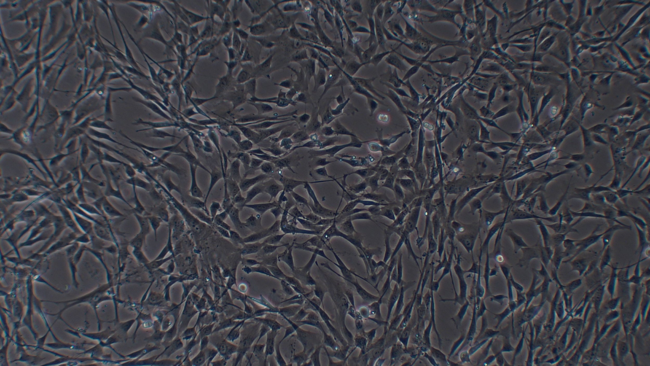 hPSCs 3 - more confluent.jpg