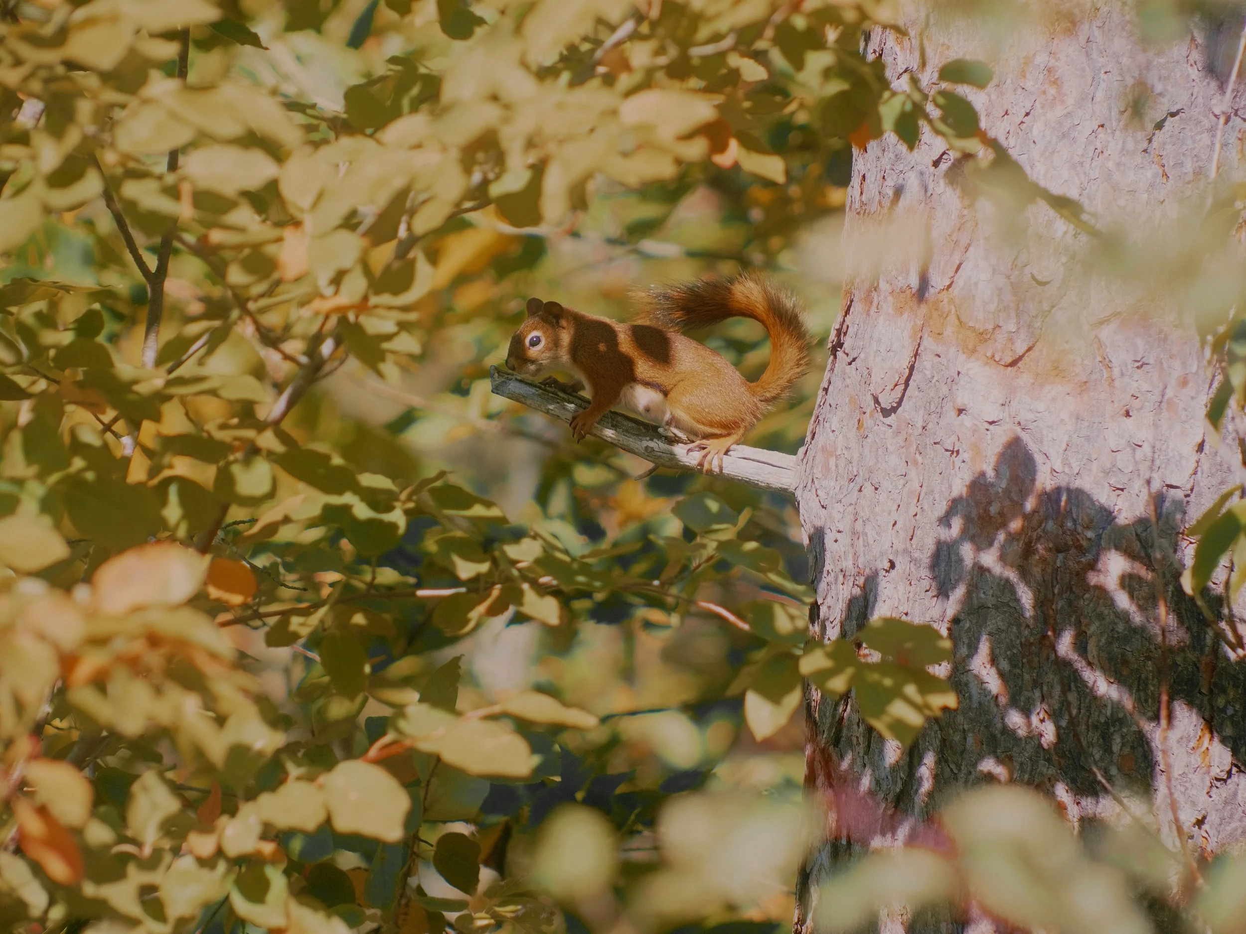 Squirrel_.jpg