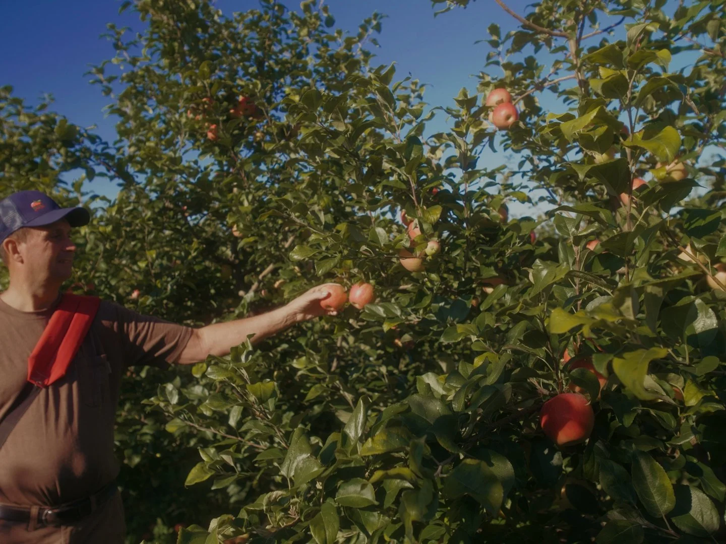 apple pick.jpg