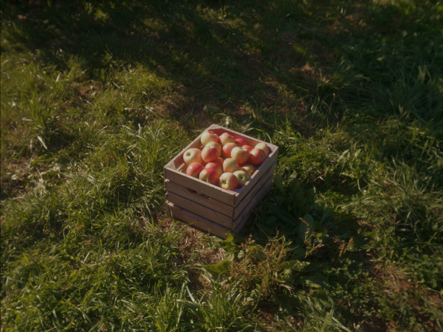 The LifeCycle of an Apple