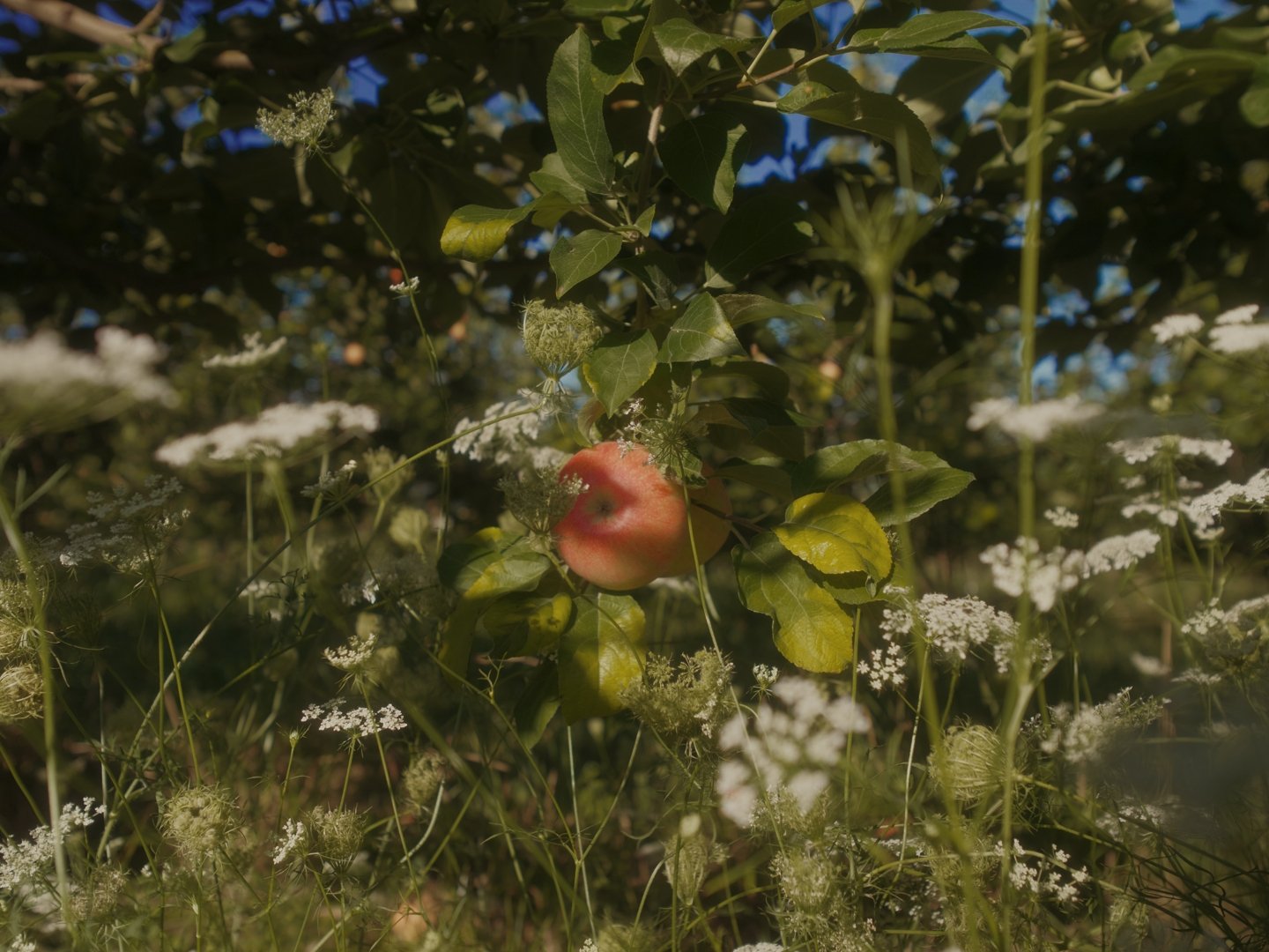 through the weeds.jpg