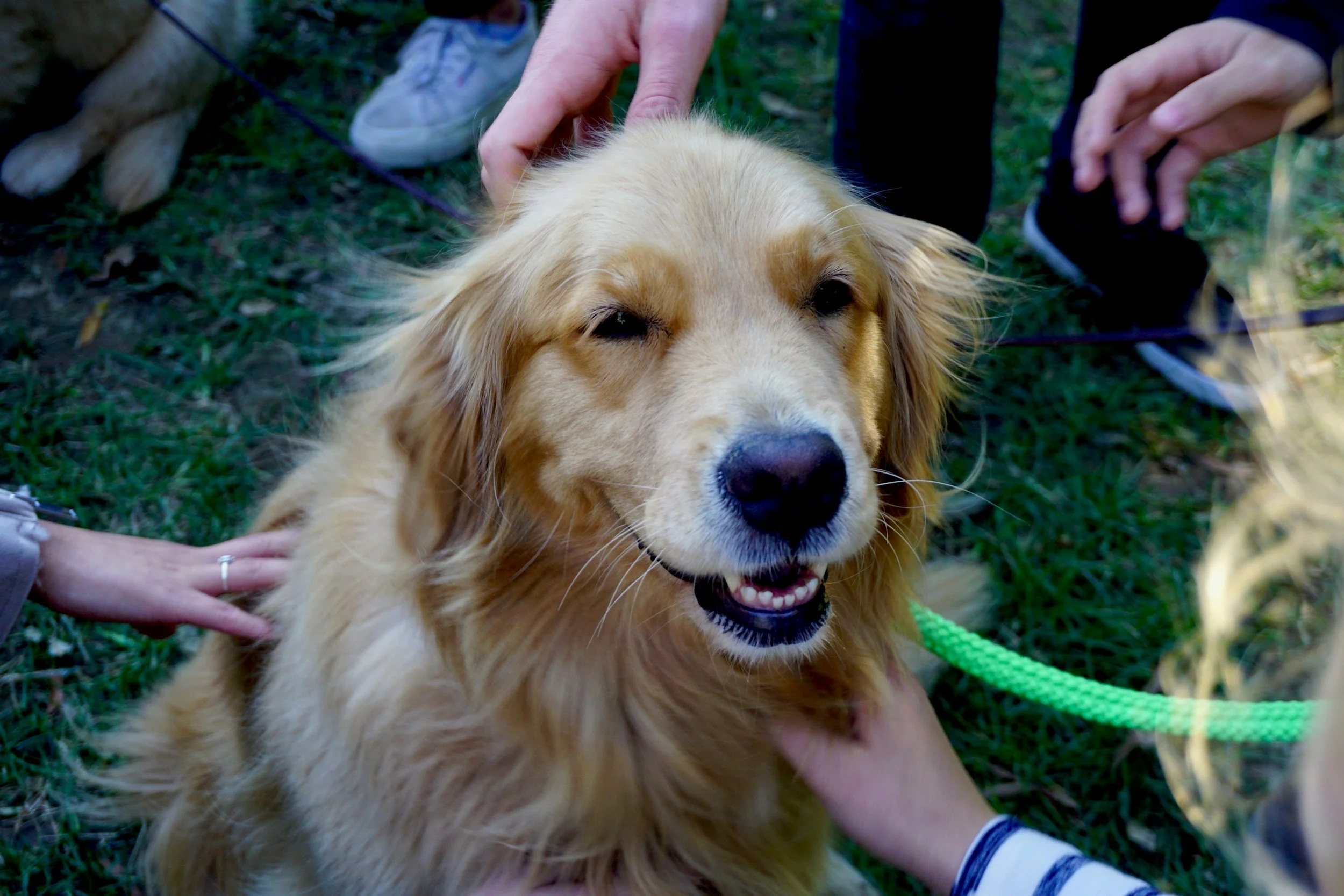 A golden retriever dog with its eyes closed, smiling, and being petted by multiple hands outdoors on grass.