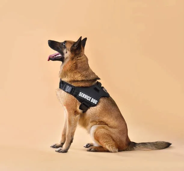 Service dog with a harness labeled 'Service Dog' sitting against a plain beige background.