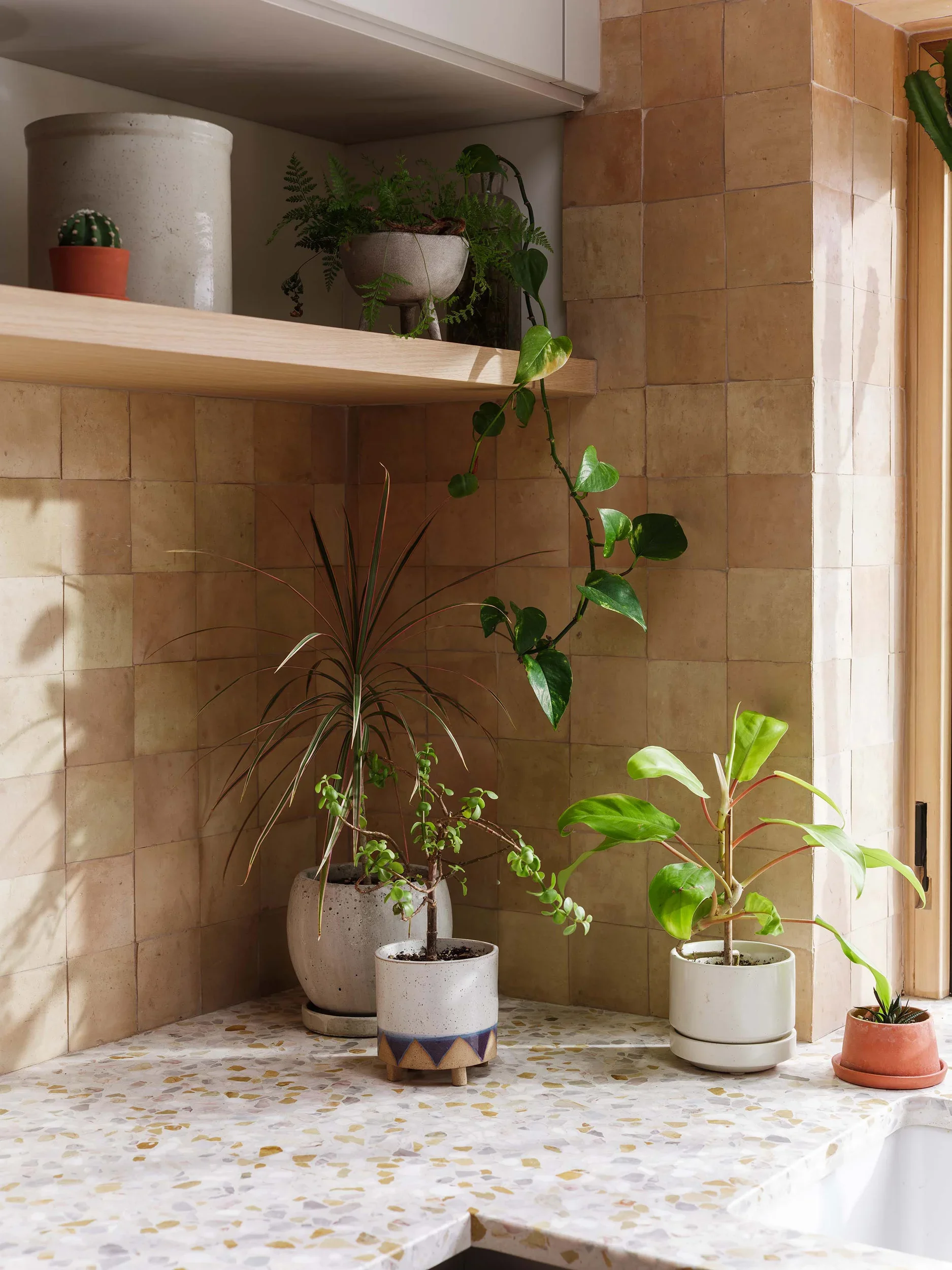 Various houseplants in pots on a terrazzo countertop with beige tiled wall in the background.