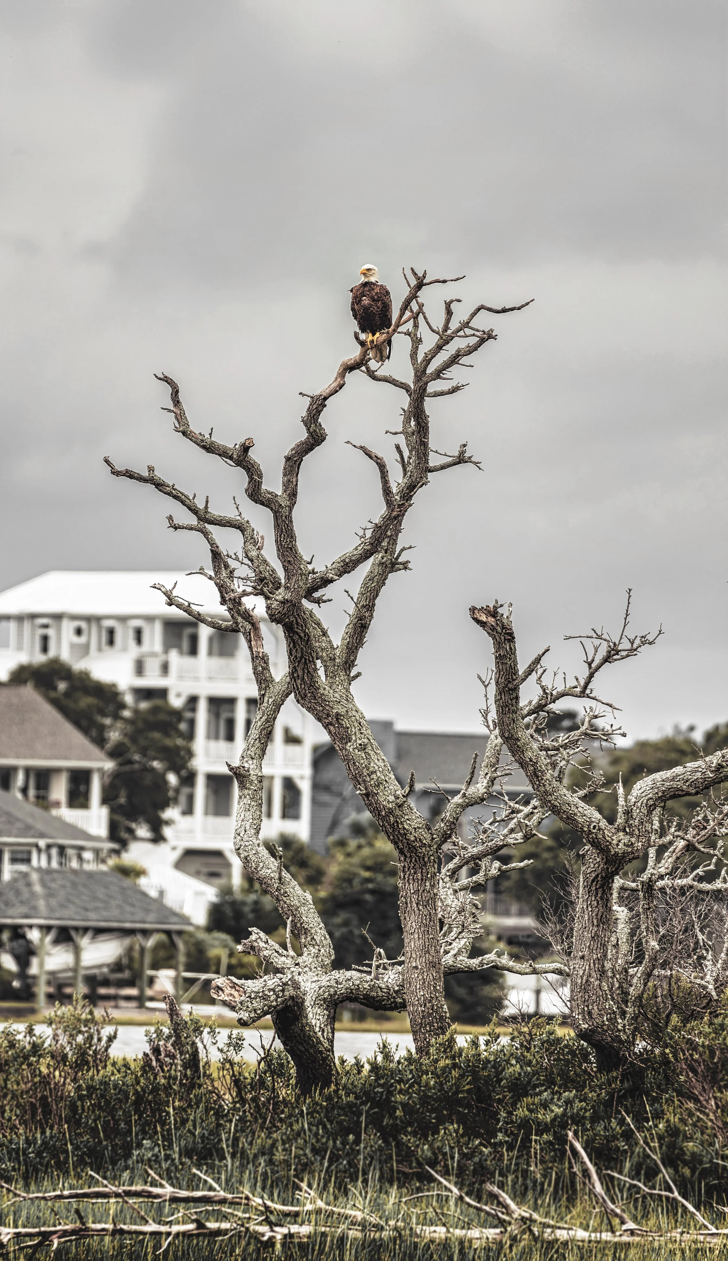 Bald Eagle Island Oaks Final.jpg