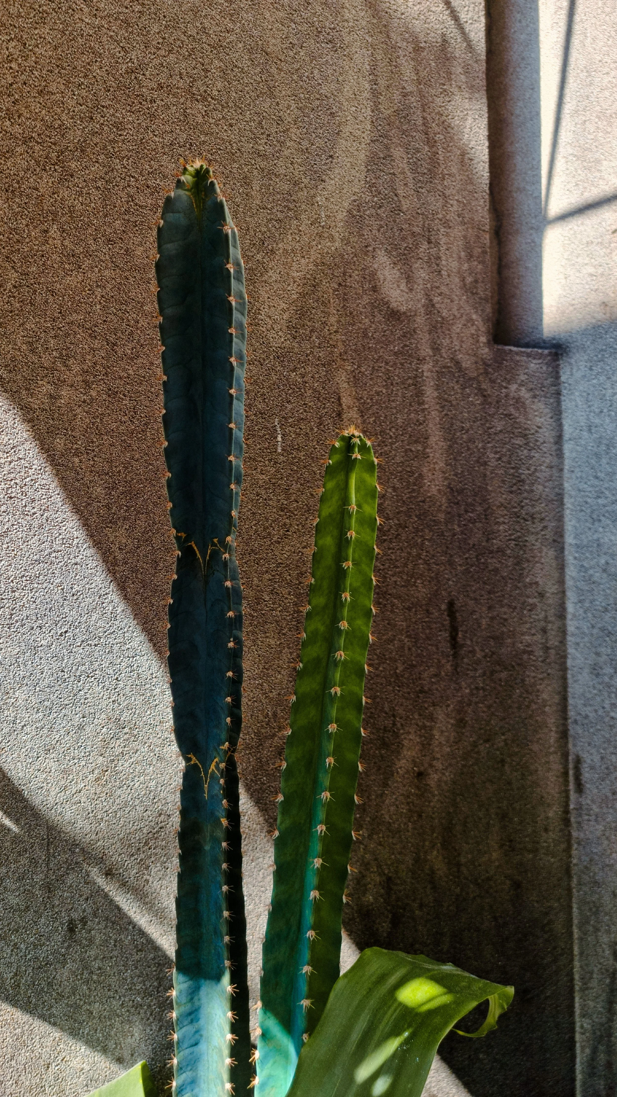 Two tall, slender cactus plants with spines growing on a textured wall, one is dark green and the other is a lighter green. Sunlight casts shadows on the wall.