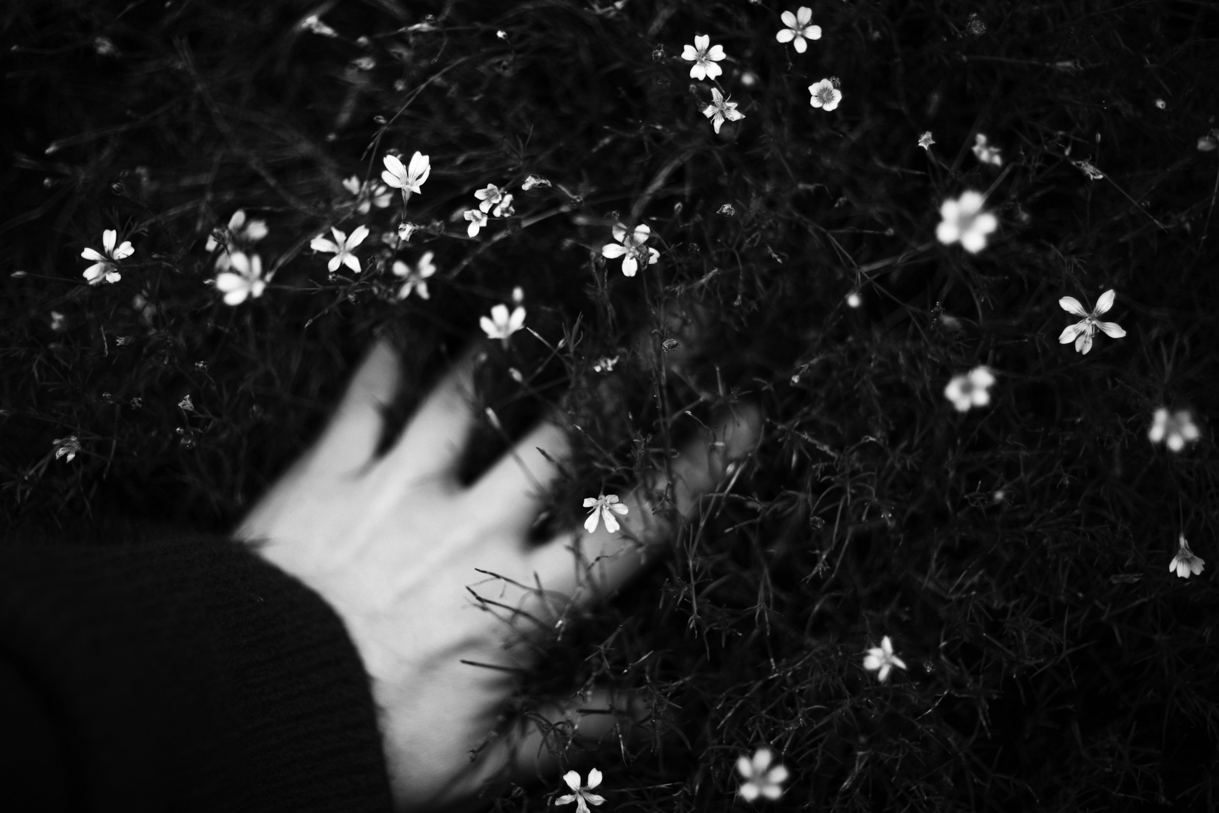 Black and white photograph of small flowers on dark grass, with fingers partially visible at the bottom of the image.