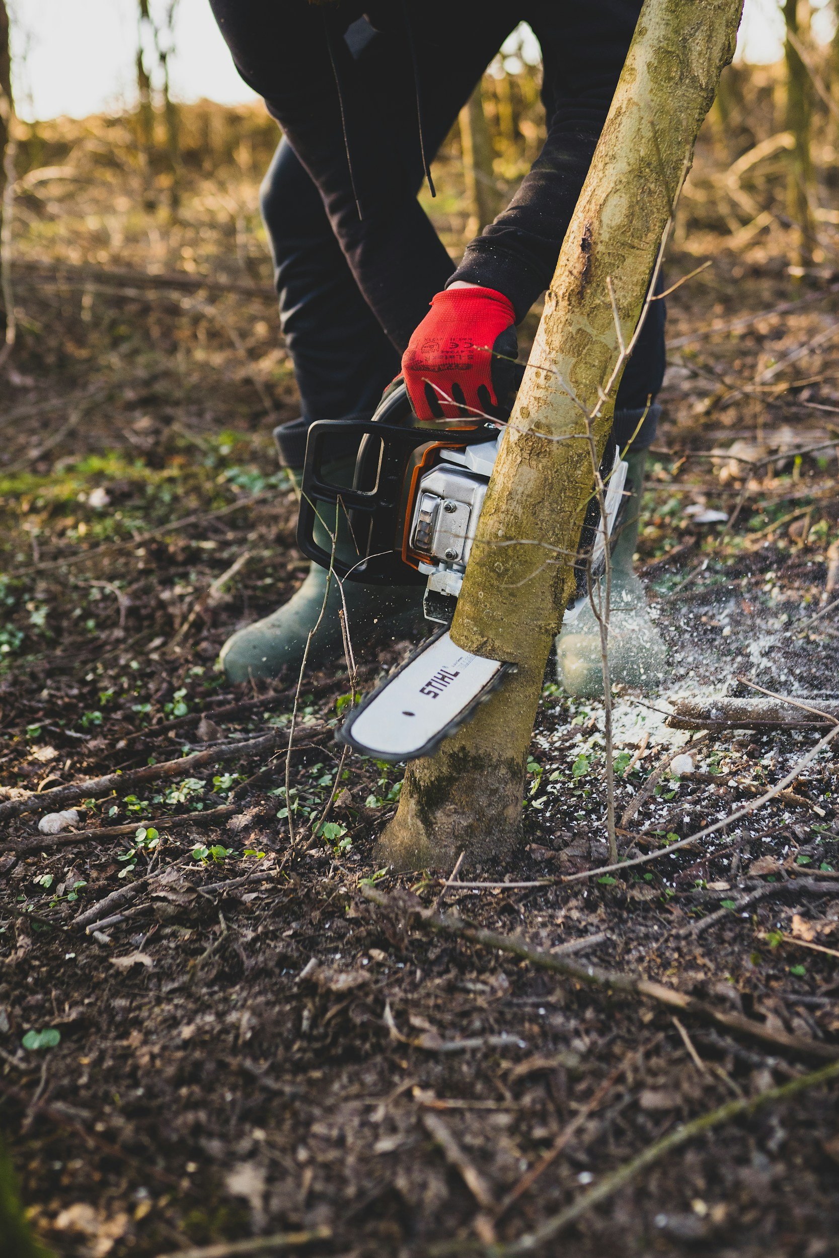 A person wearing black clothing, red gloves, and green boots is cutting down a tree with a chainsaw in a forest.