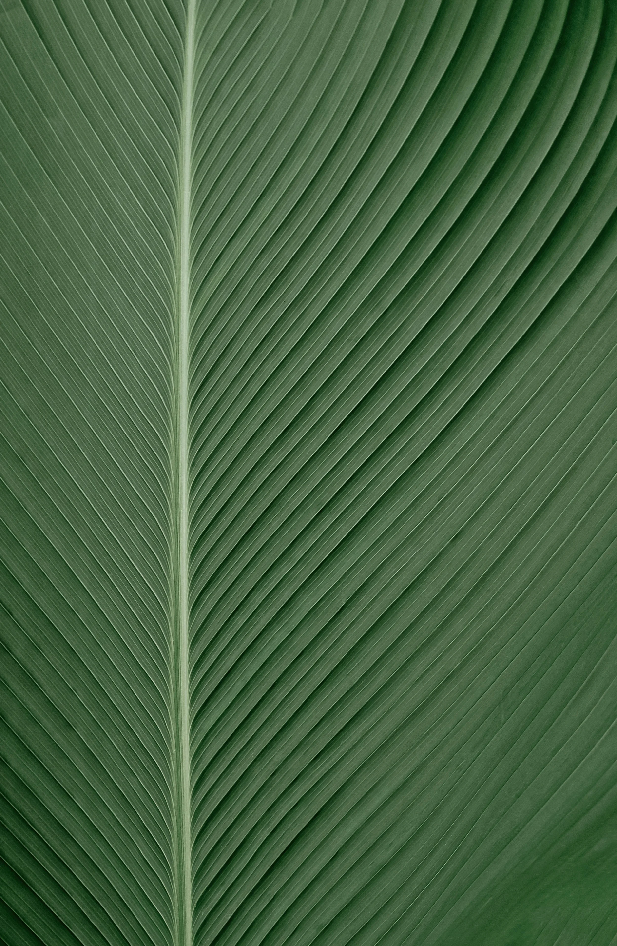 Close-up of a green palm leaf with prominent veins