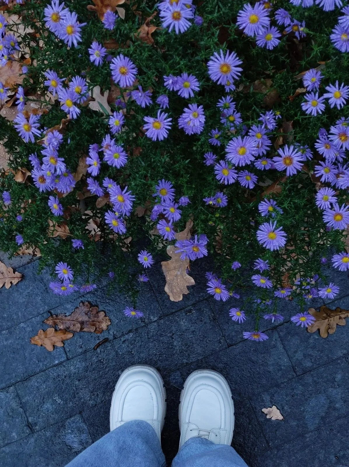 Person standing before a bed of purple flowers, looking down at their feet, representing reflection in existential therapy